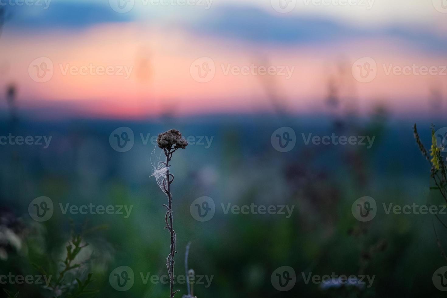 A beautiful meadow with wildflowers and plants on the background of a bright sunset sky. Bokeh. Silhouettes of wild grass and flowers. Nature background in summer. photo