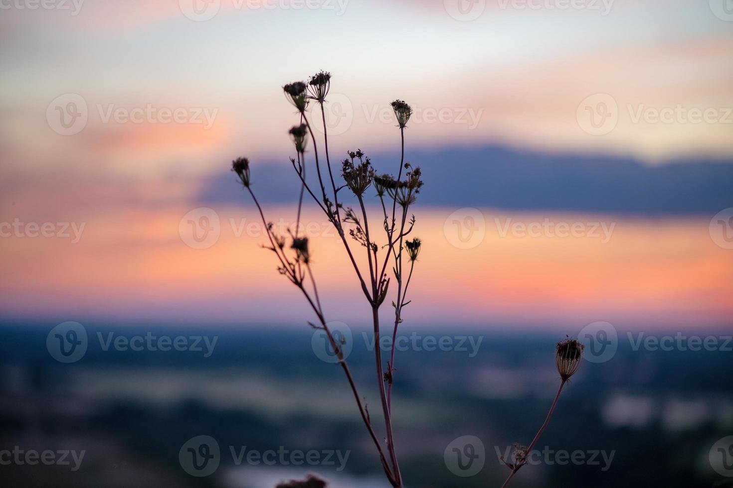 A beautiful meadow with wildflowers and plants on the background of a bright sunset sky. Bokeh. Silhouettes of wild grass and flowers. Nature background in summer. photo