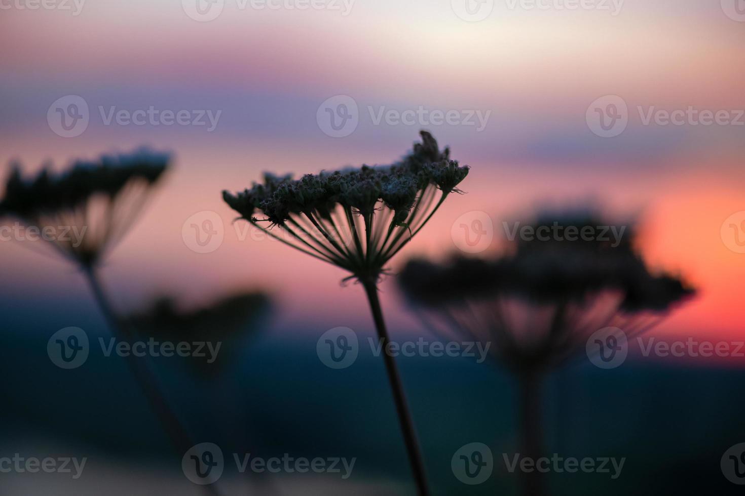 A beautiful meadow with wildflowers and plants on the background of a bright sunset sky. Bokeh. Silhouettes of wild grass and flowers. Nature background in summer. photo