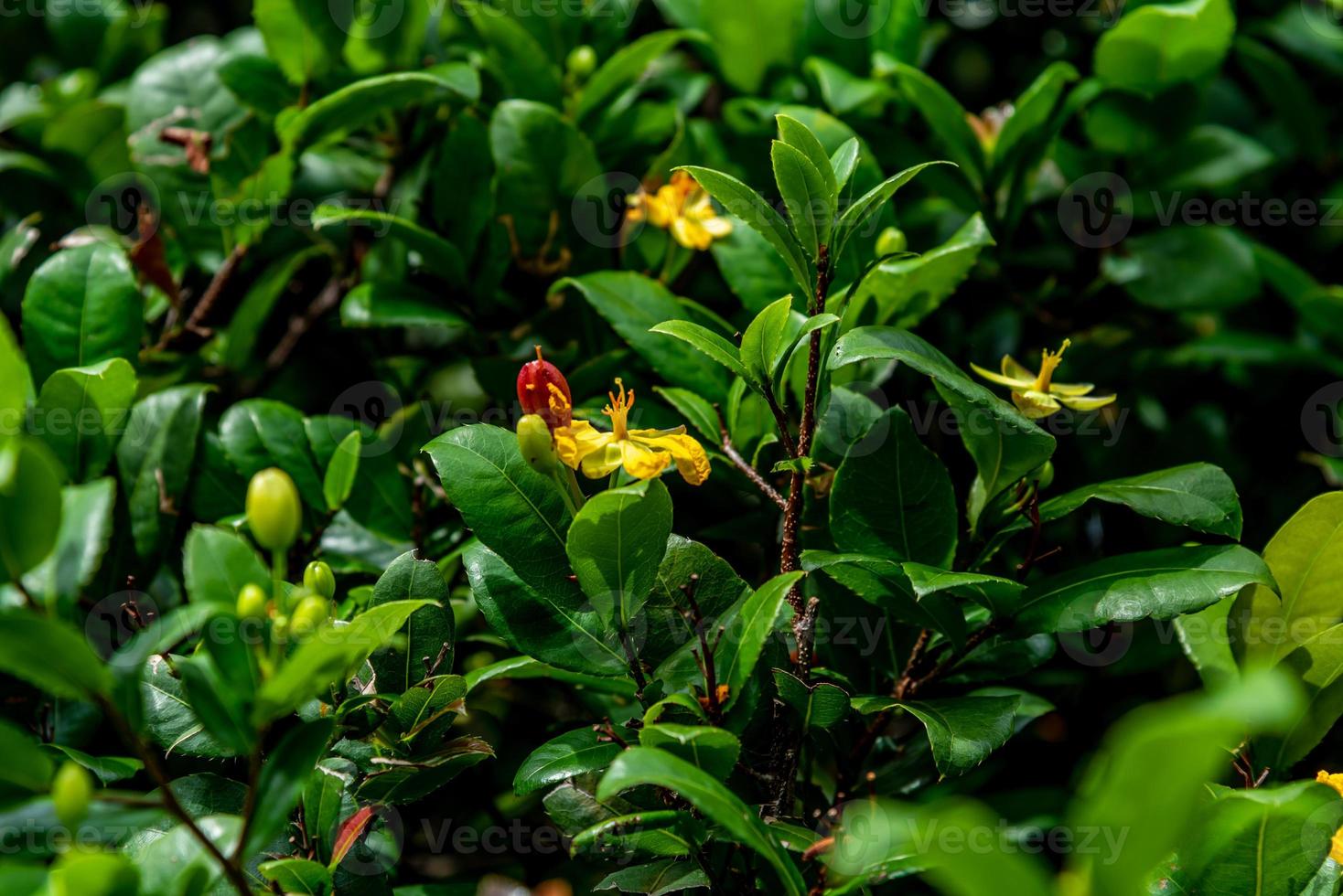 Micky mouse flower on tree photo