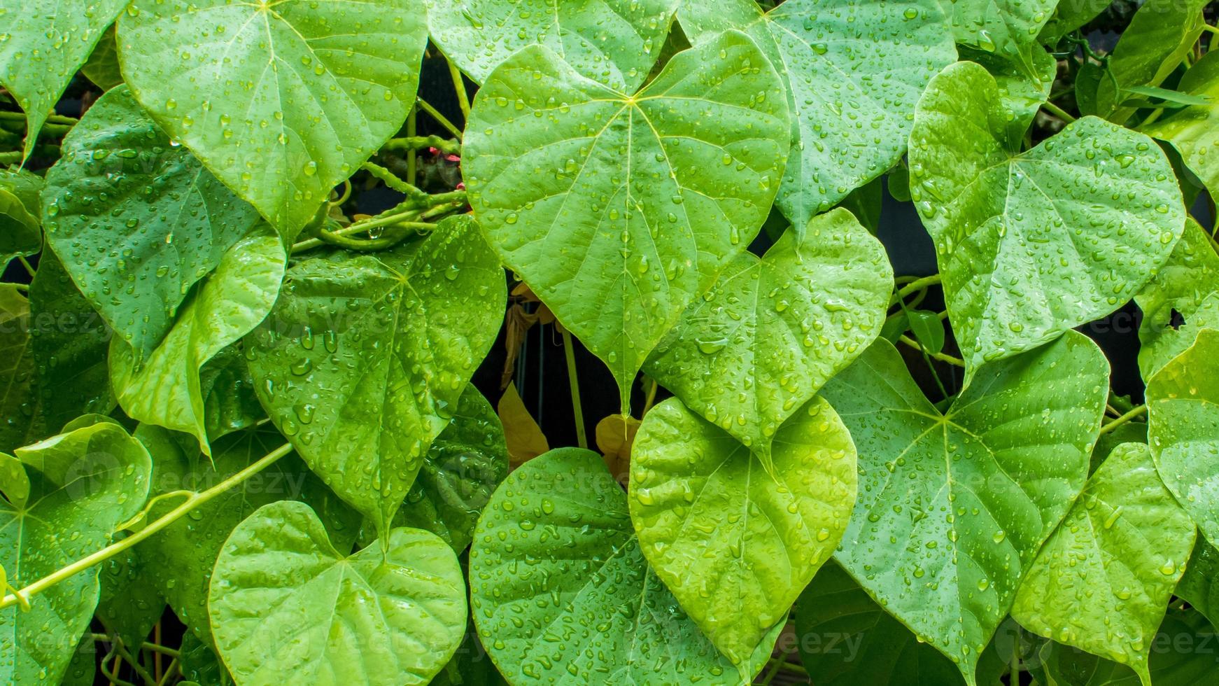 tinospora cordifolia nombre local guduchi, y giloy, es una enredadera herbácea de la familia menispermaceae autóctona de las zonas tropicales de la india utilizada como medicina ayurveda foto