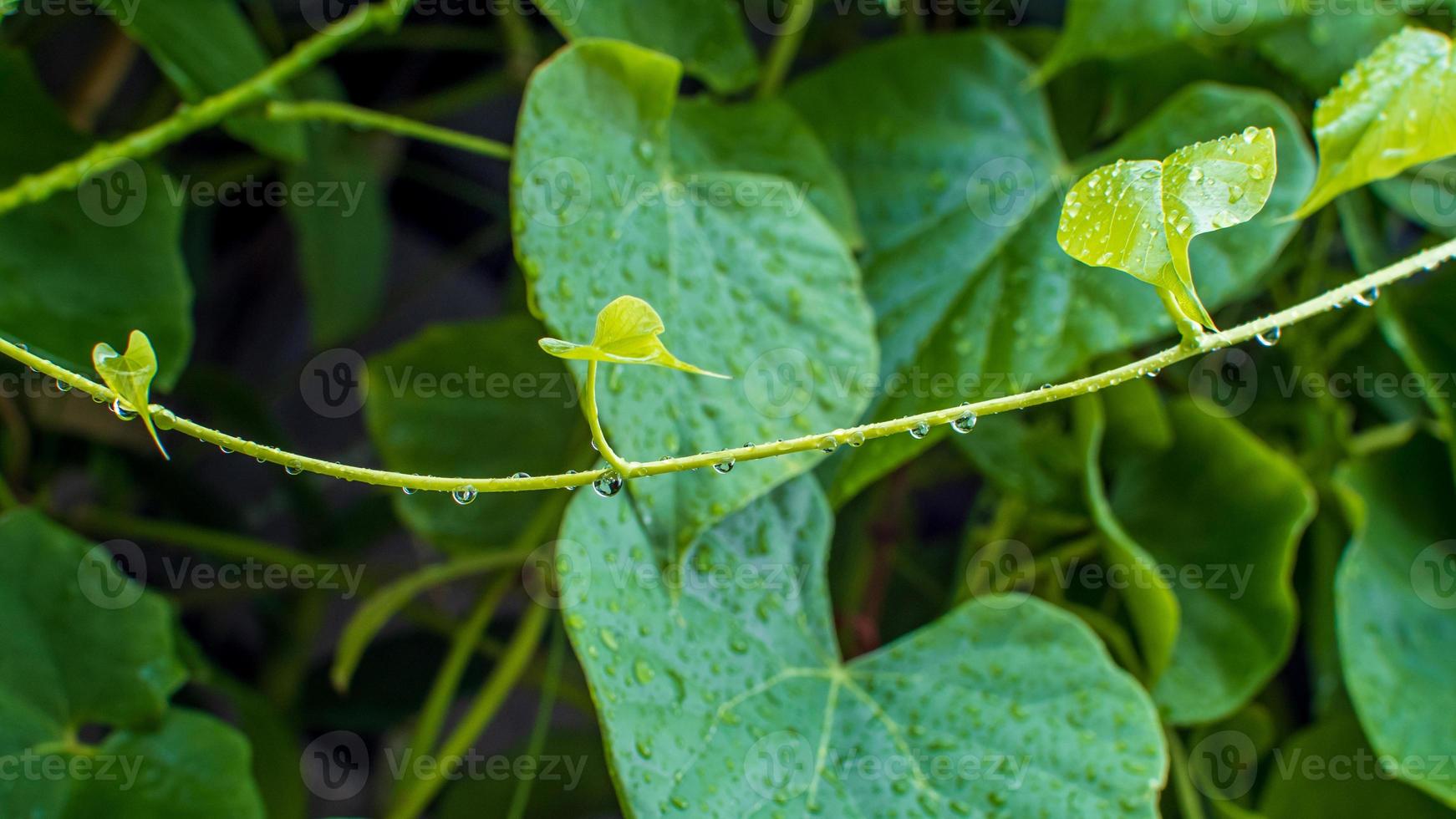 Tinospora cordifolia local name guduchi, and giloy, is an herbaceous vine of the family Menispermaceae indigenous to the tropical areas of India use as Ayurveda medicine photo