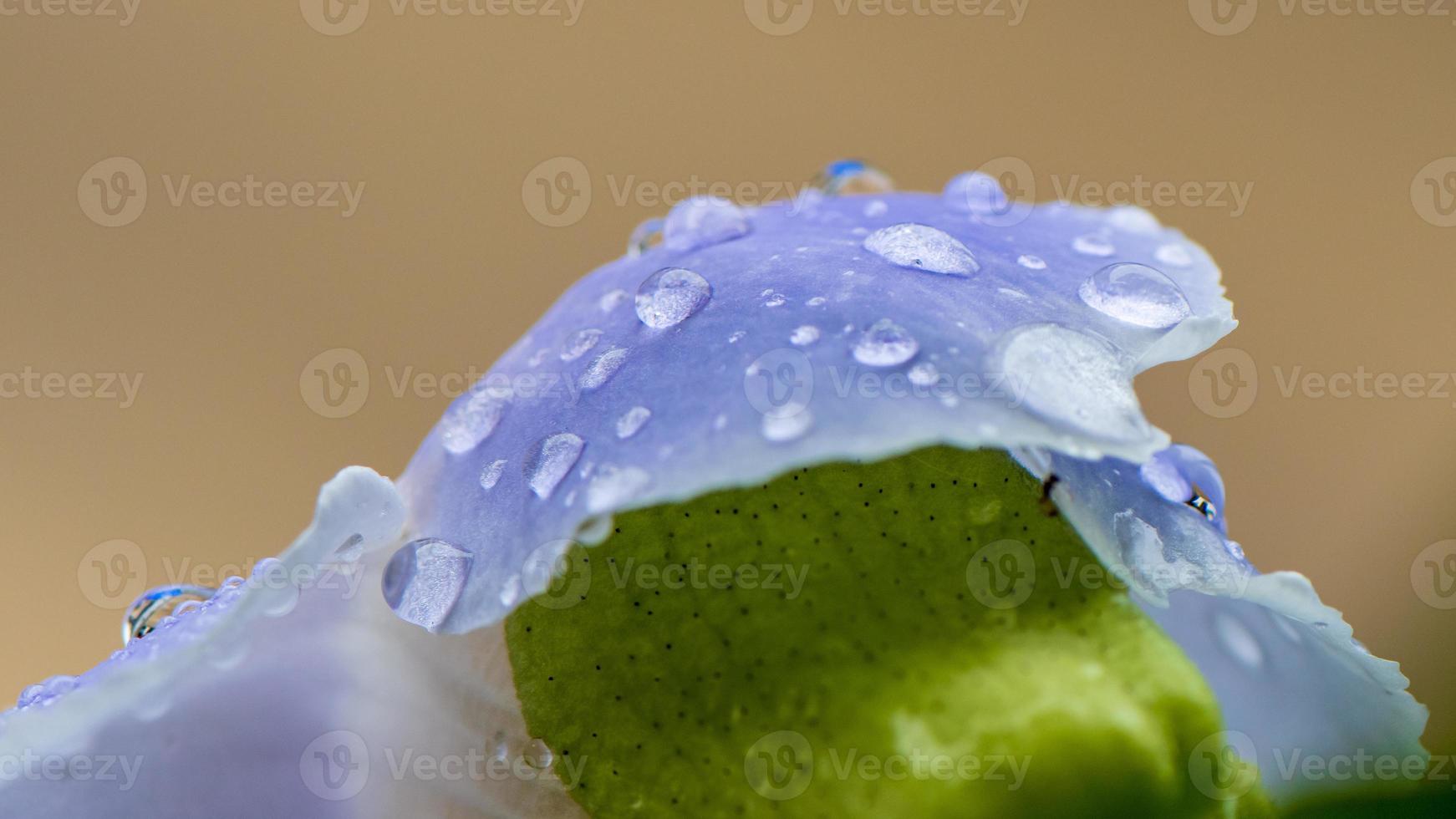 Bengal clock vine, Blue Trumpet, Blue Skyflower, Skyflower, Clock vine, Heavenly Blue, raindrops photo