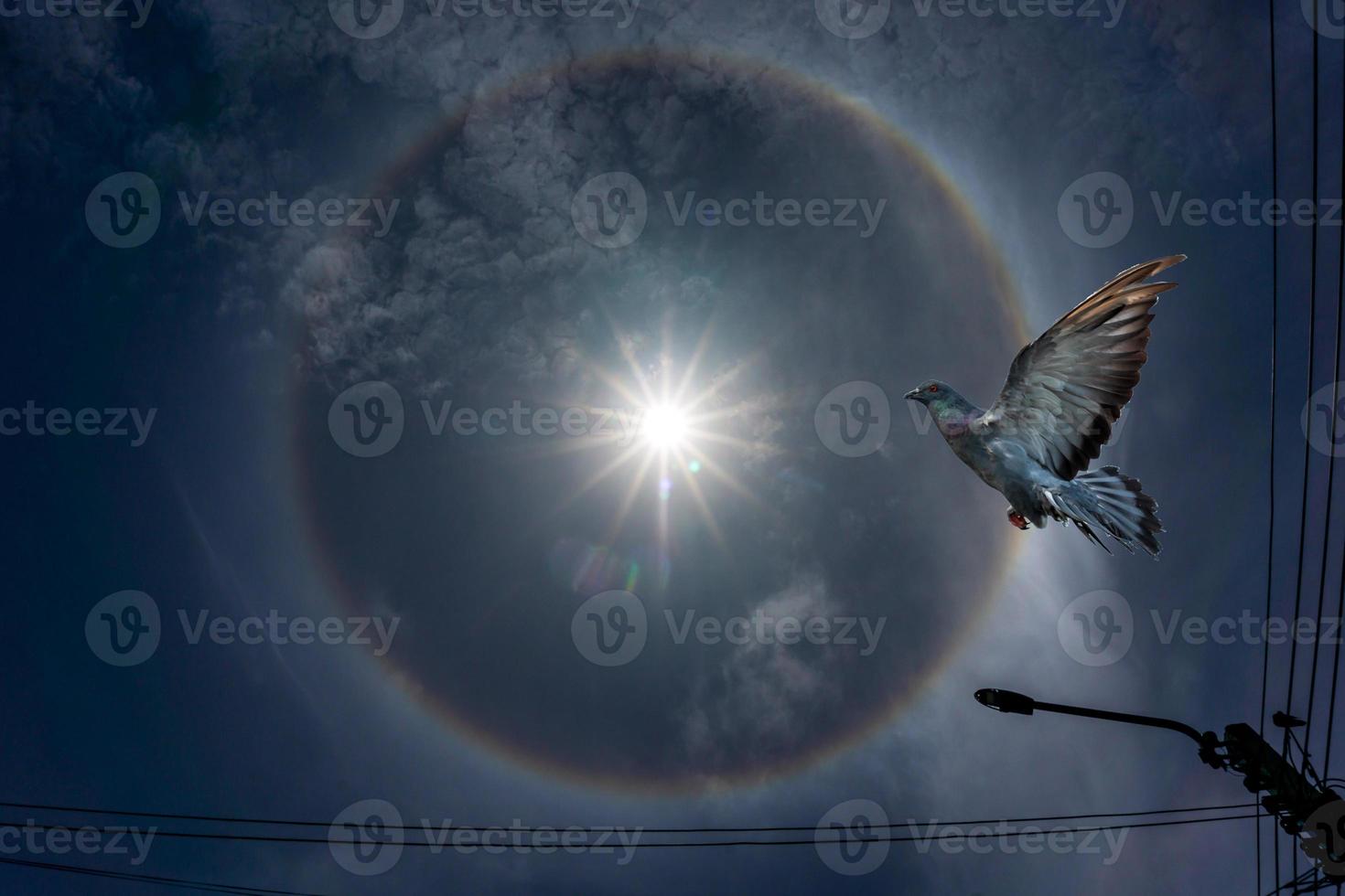 Birds flying through the sun halo photo