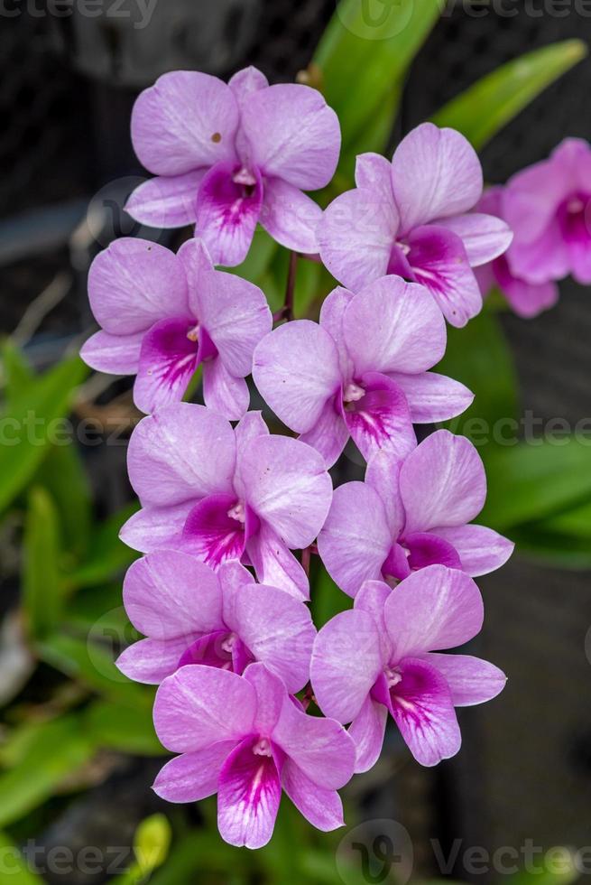 orchid flower blooming in the garden photo