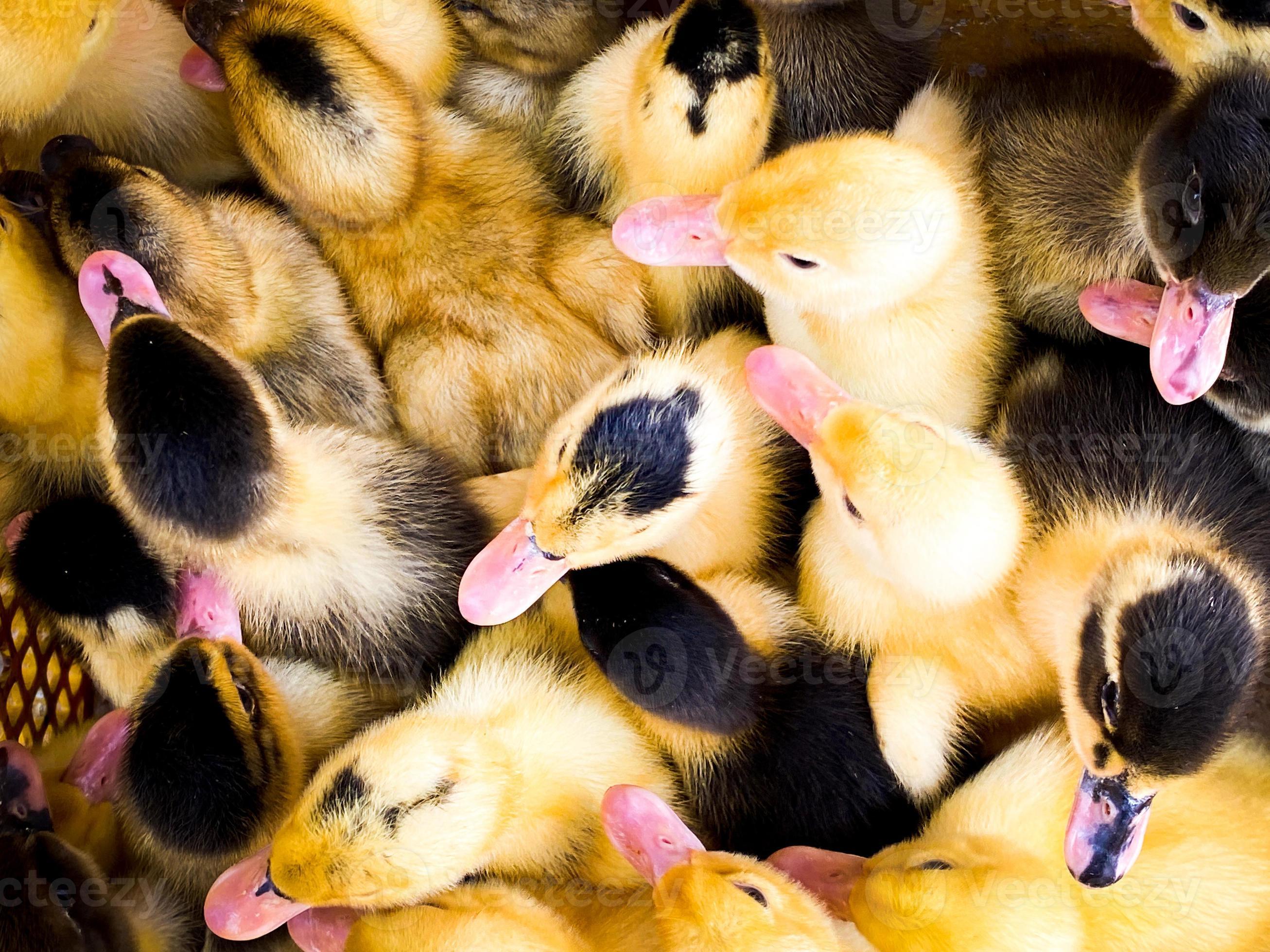 Top view cute yellow black dotted baby ducks in box close up for sale