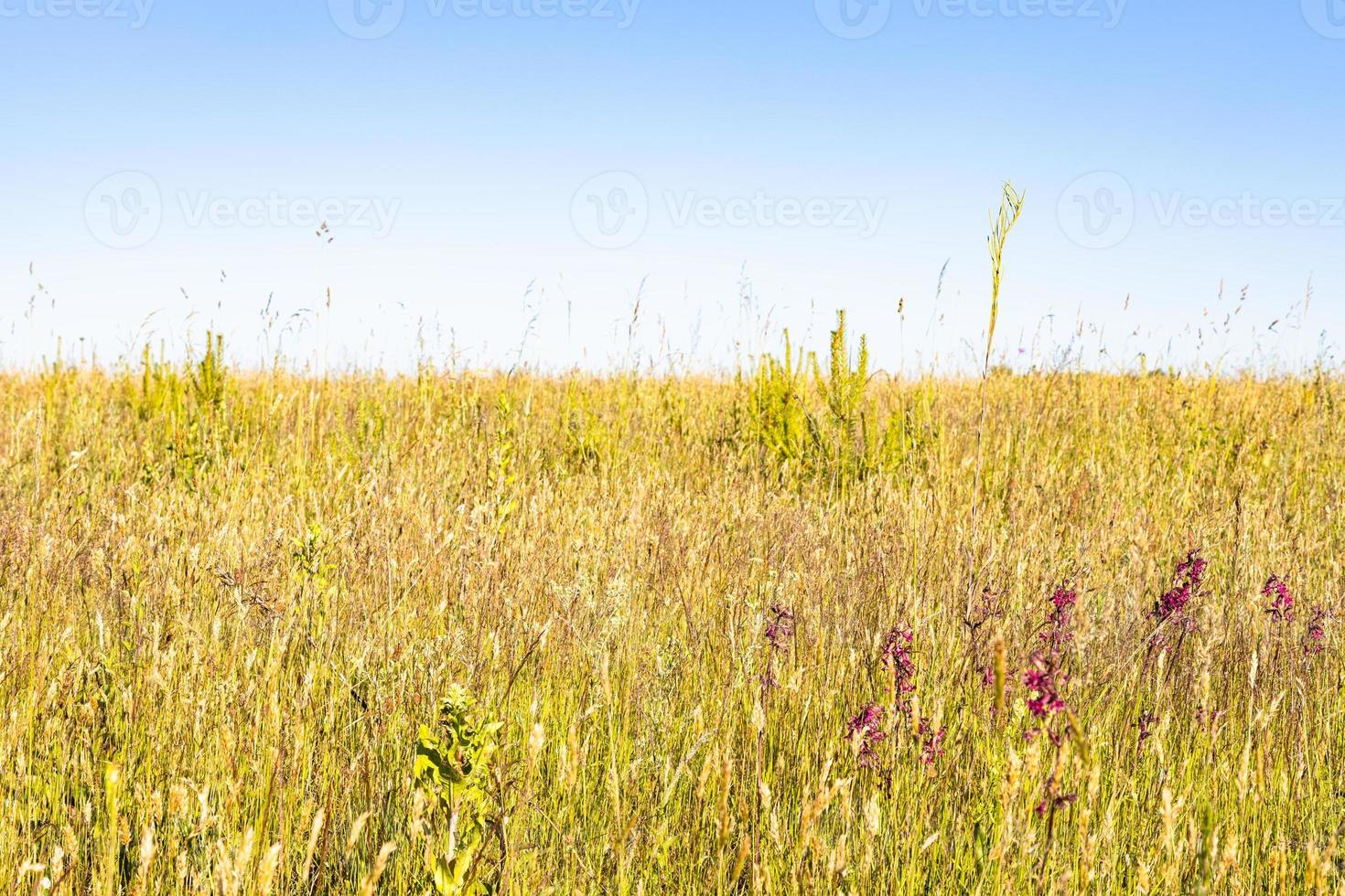 hierba verde amarilla en el campo en un día caluroso y soleado foto