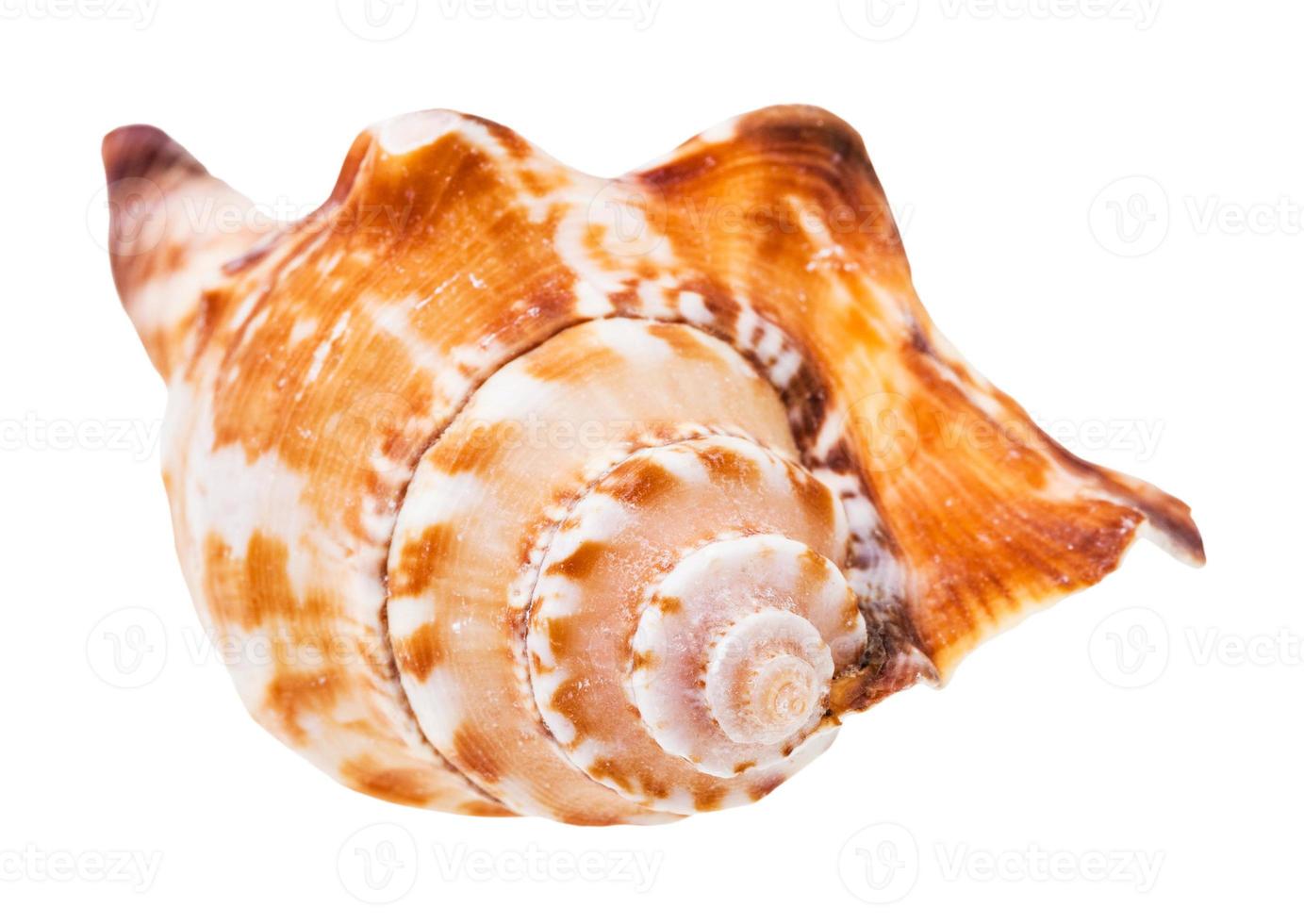 helix shell of sea mollusc isolated on white photo