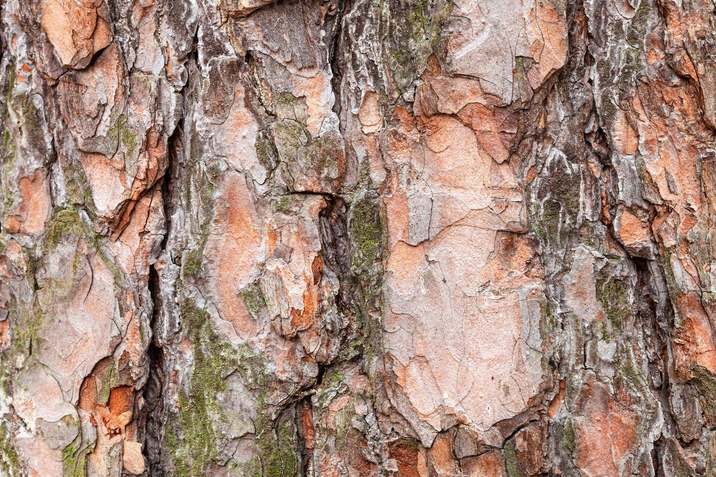 uneven bark on old trunk of pine tree close up photo