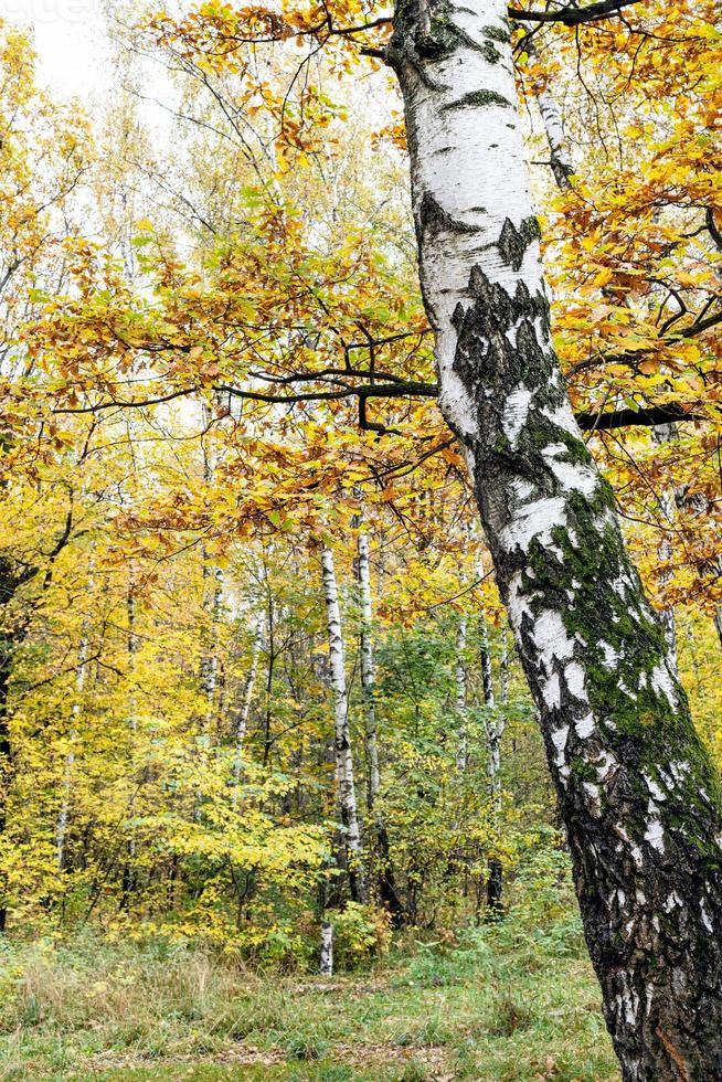 white trunk of old birch tree and colorful forest photo
