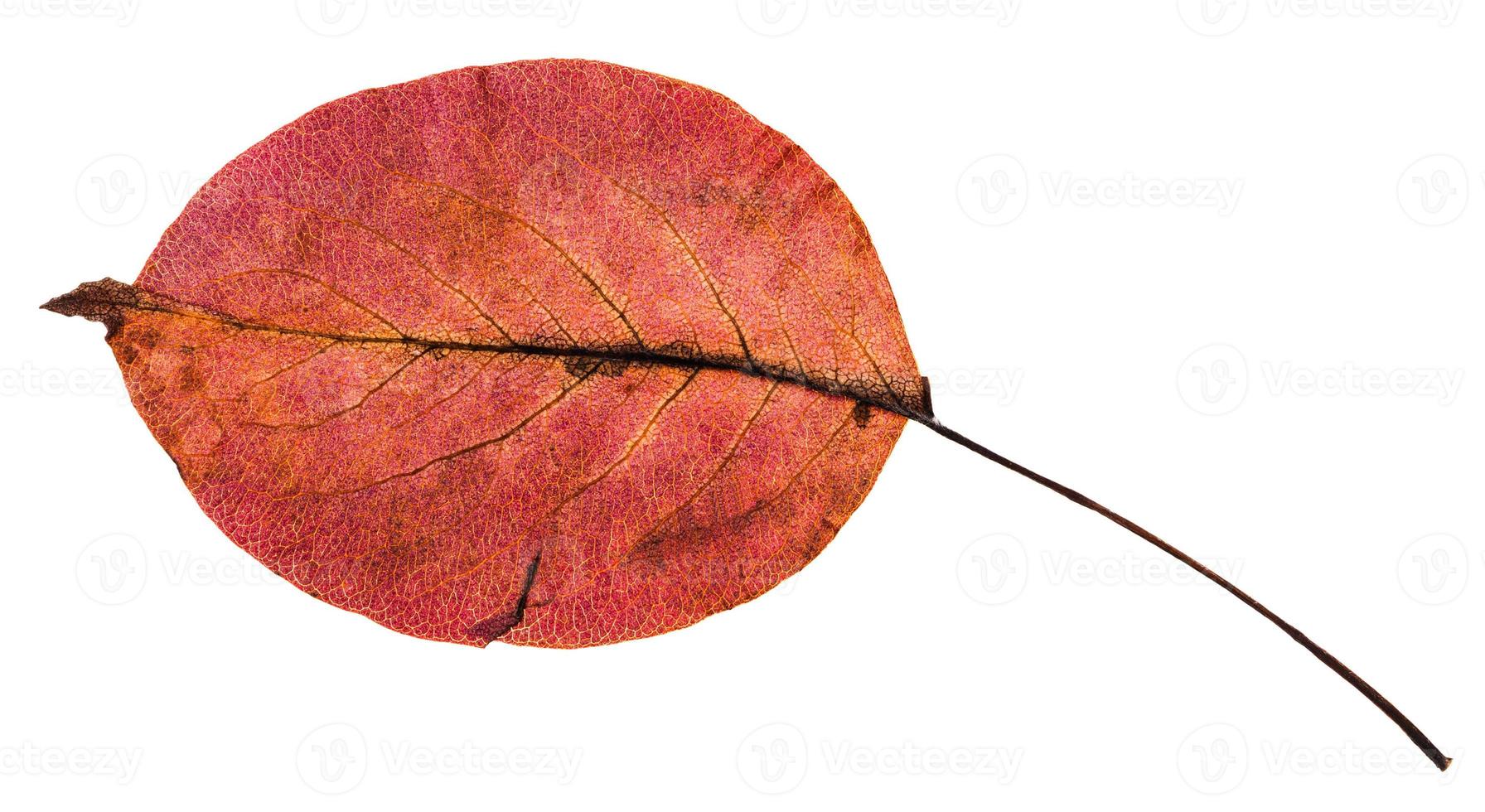 back side of red autumn leaf of pear tree photo