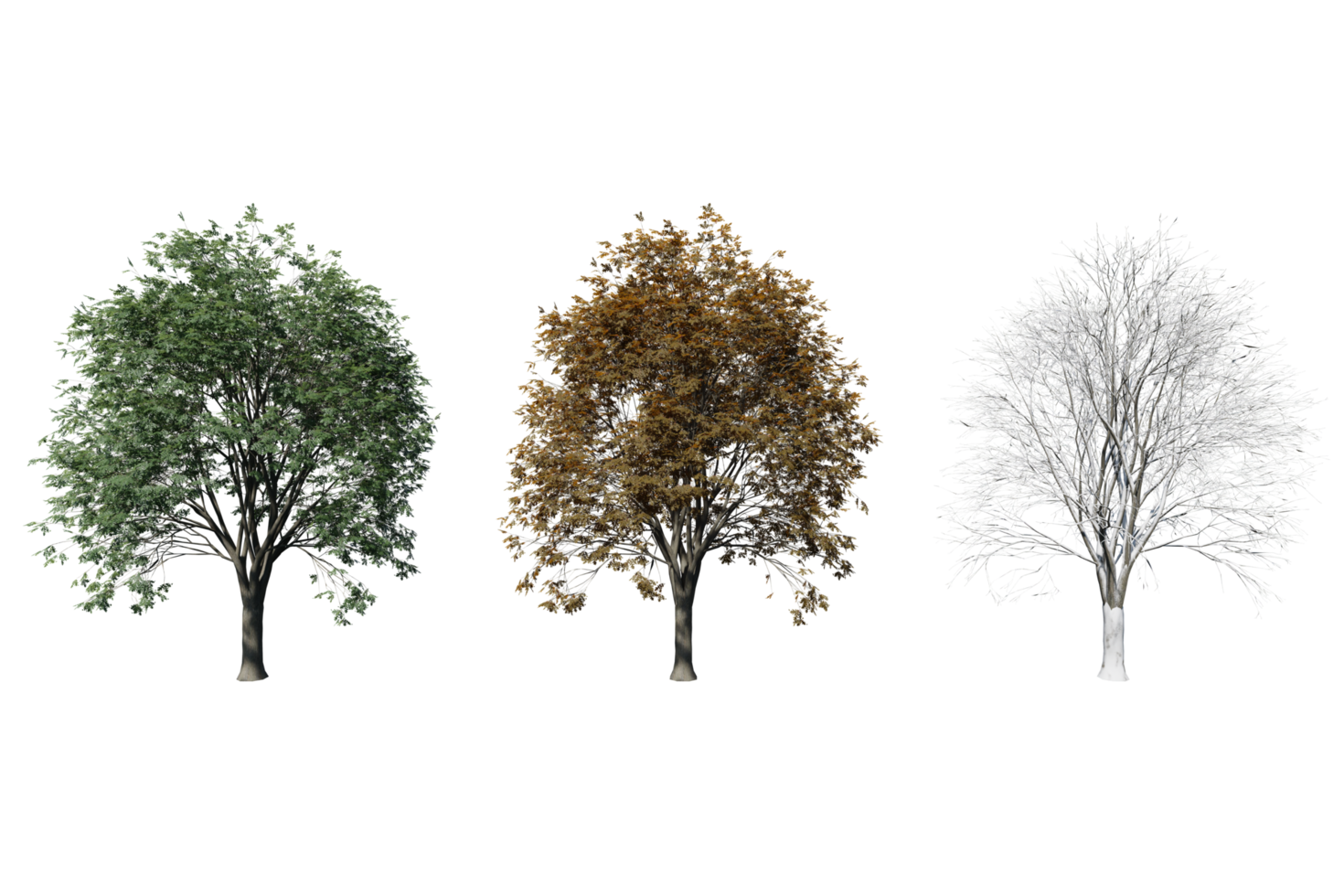 3 season set of Oak tree transparent background png