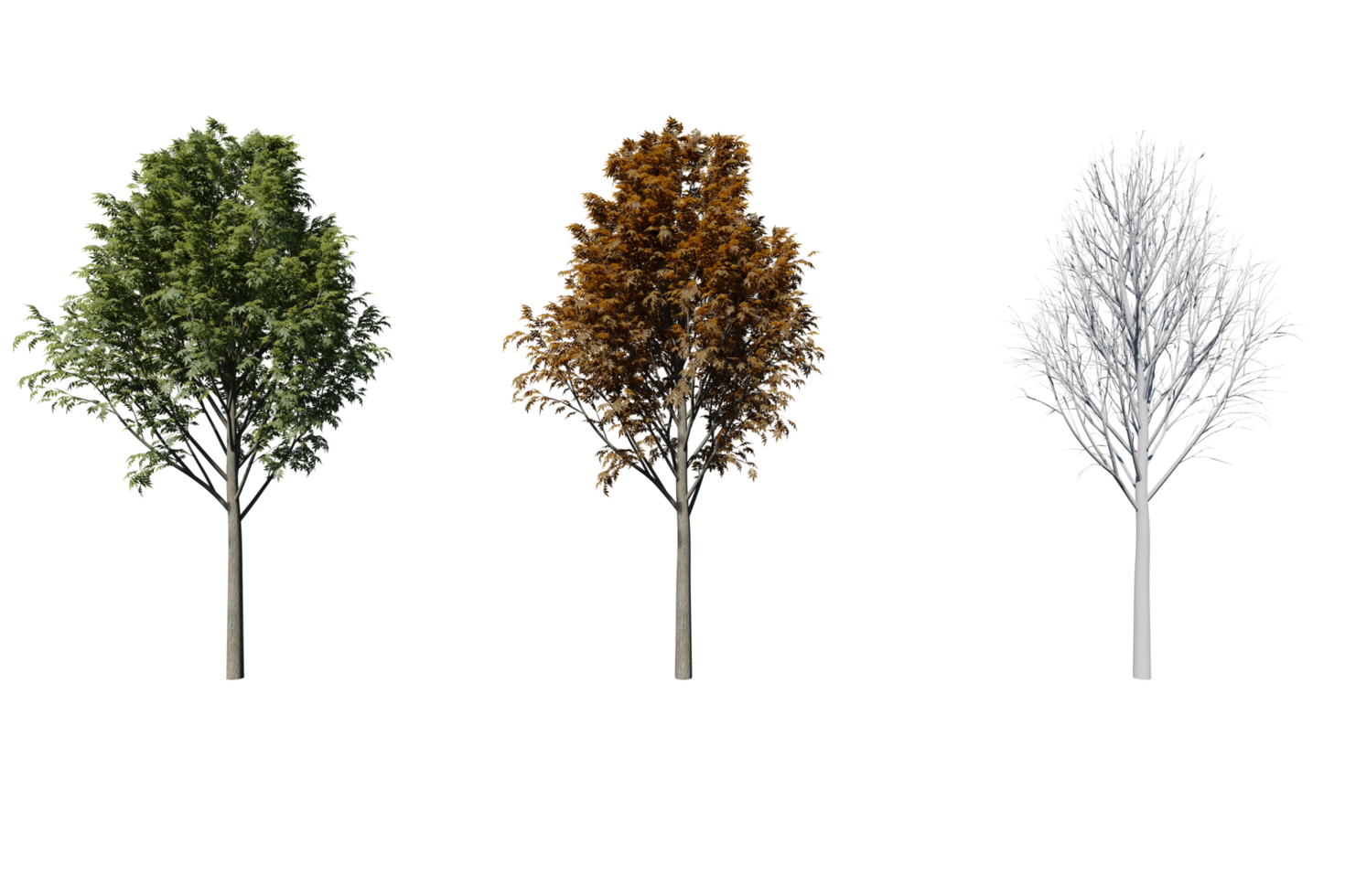 3 season set of Ash tree transparent background png