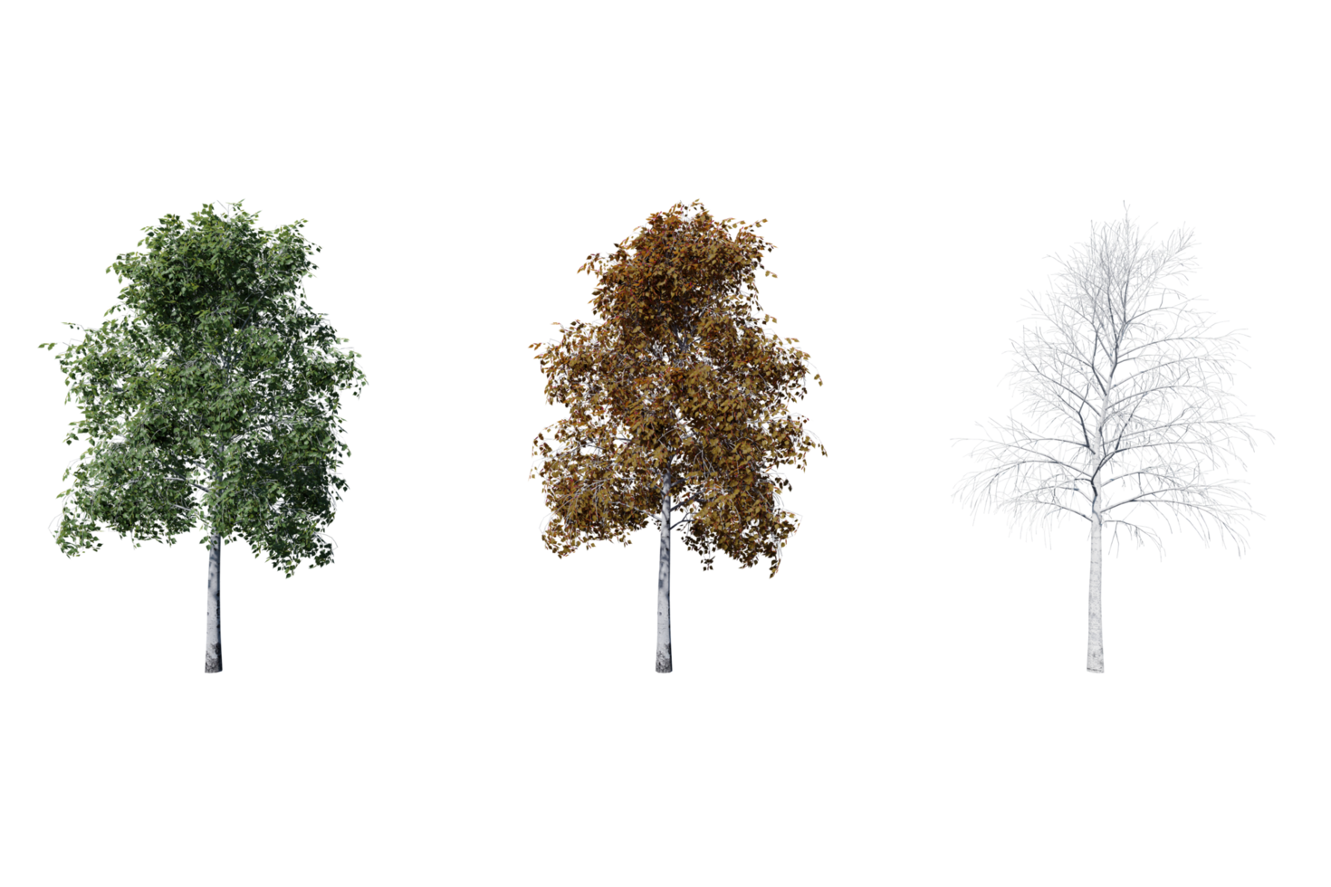 3 season set of Birch tree transparent background png