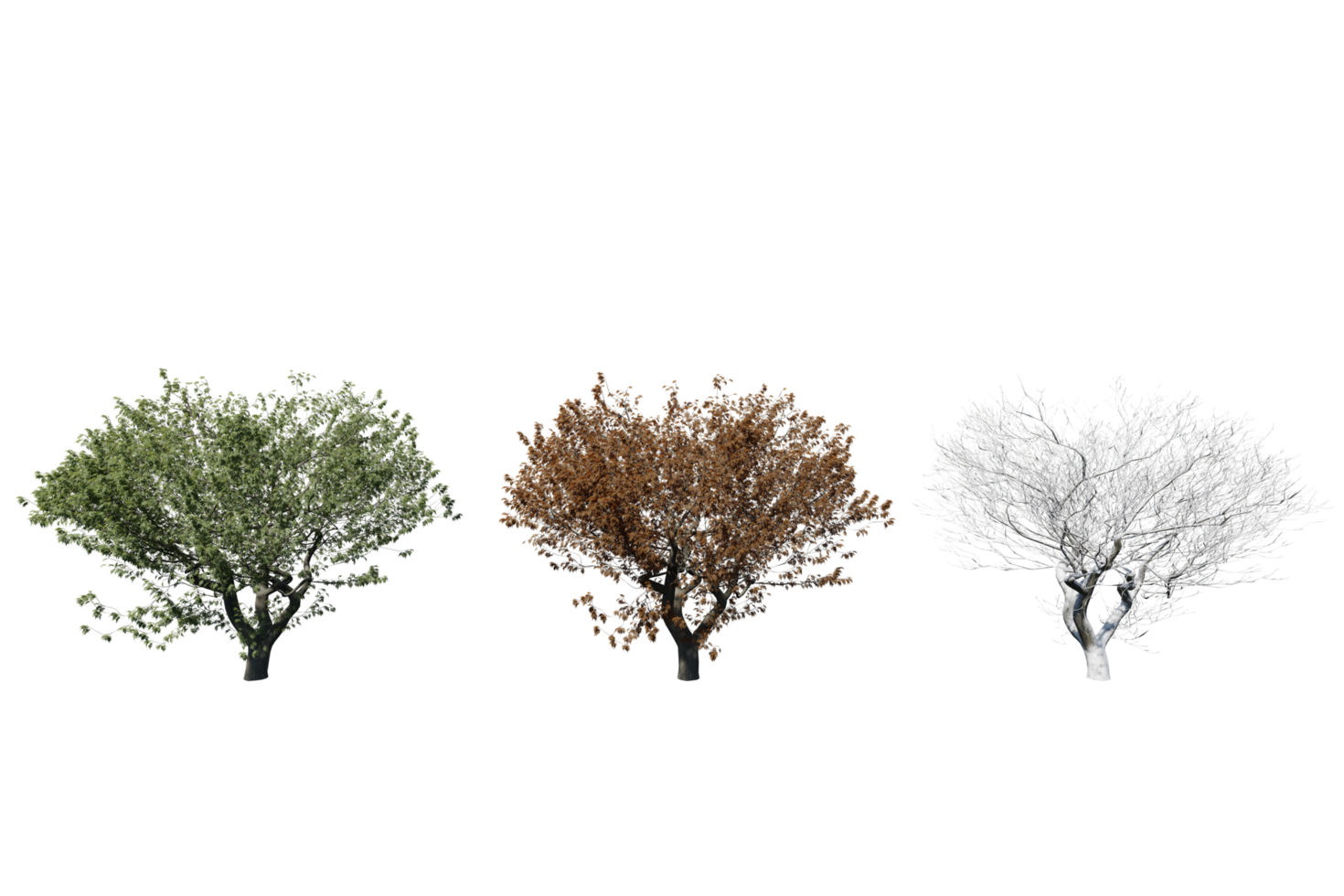 3 season set of Ash tree transparent background png