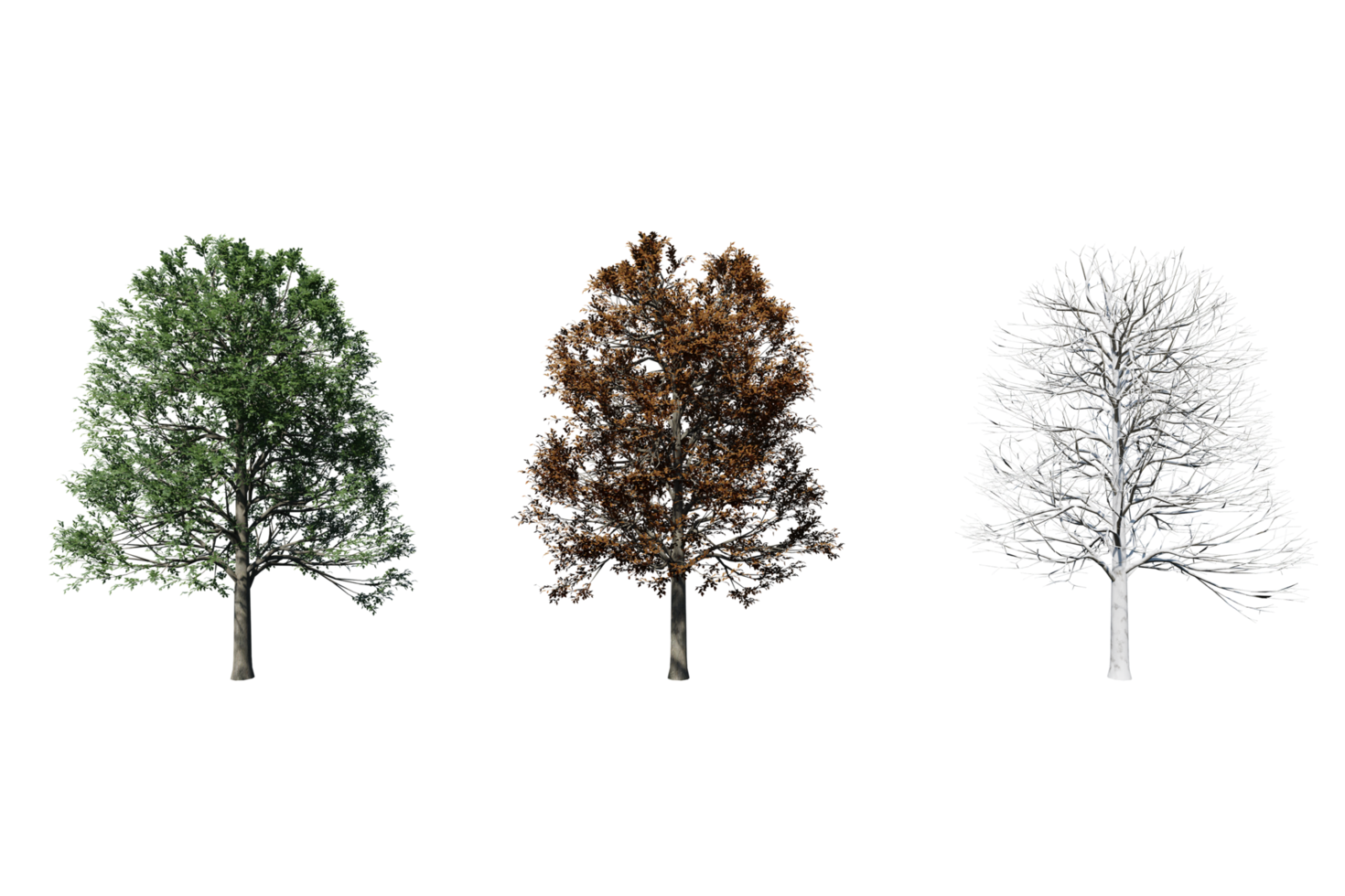 3 season set of Alder tree transparent background png