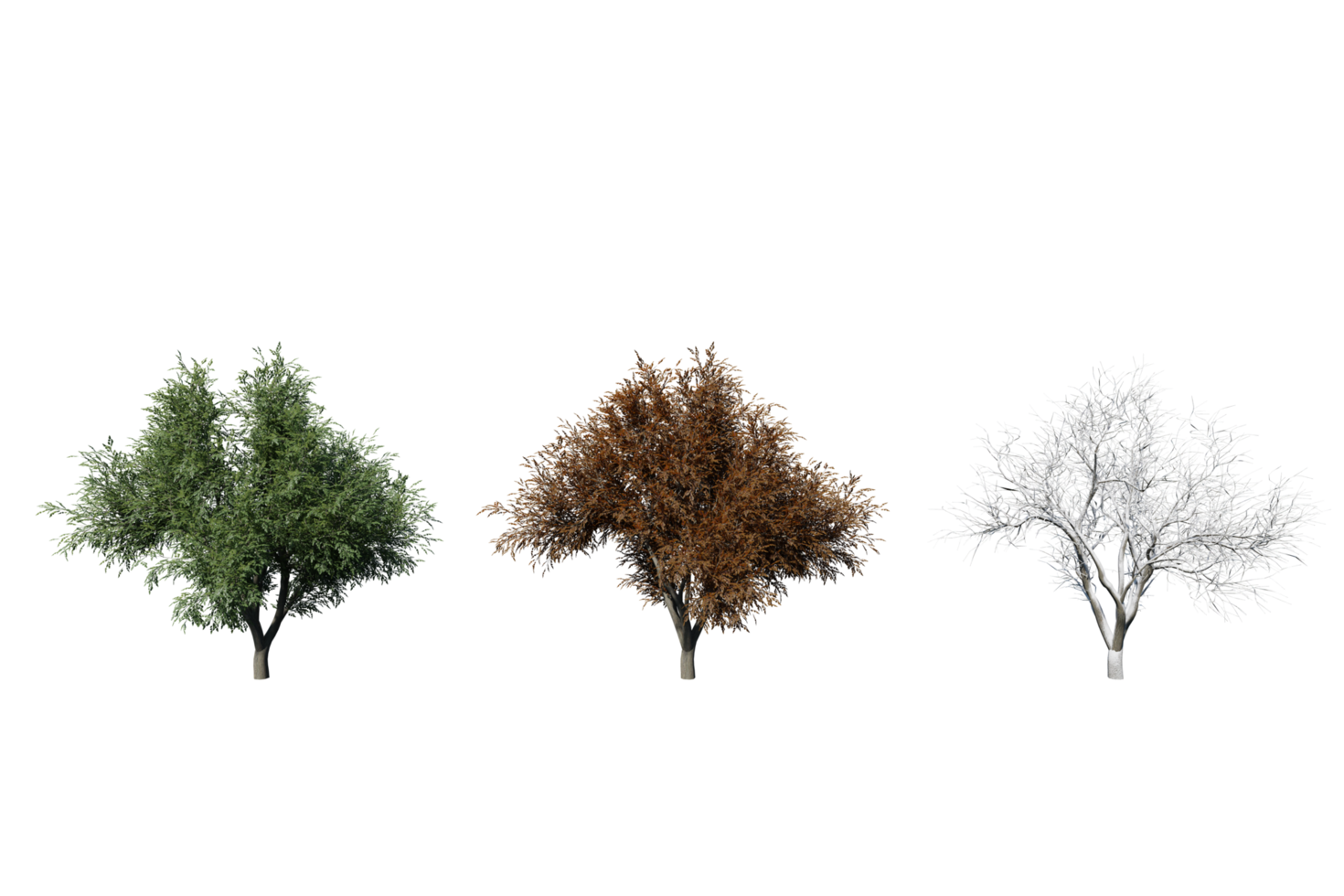 3 season set of Oak tree transparent background png