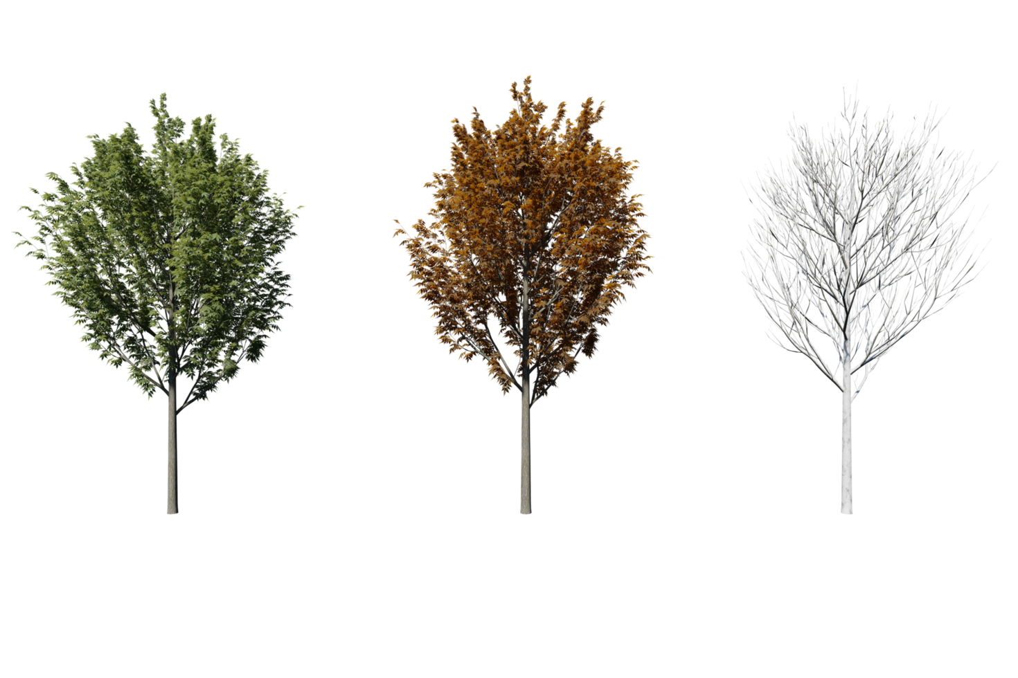 3 season set of Ash tree transparent background png