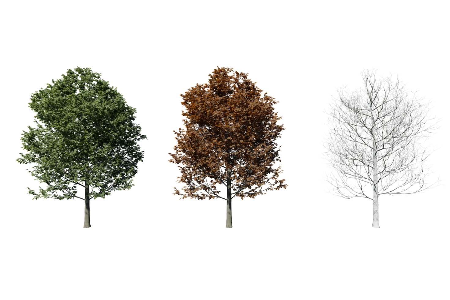 3 season set of Beech tree transparent background png