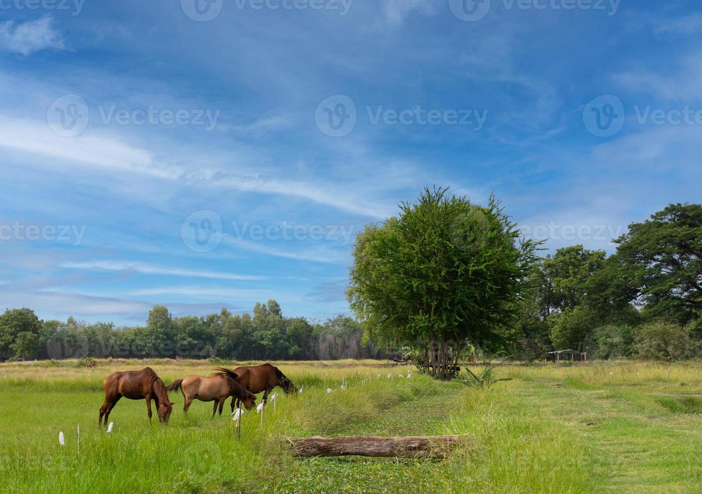 Landscape of Farmland with Horse in Summer photo