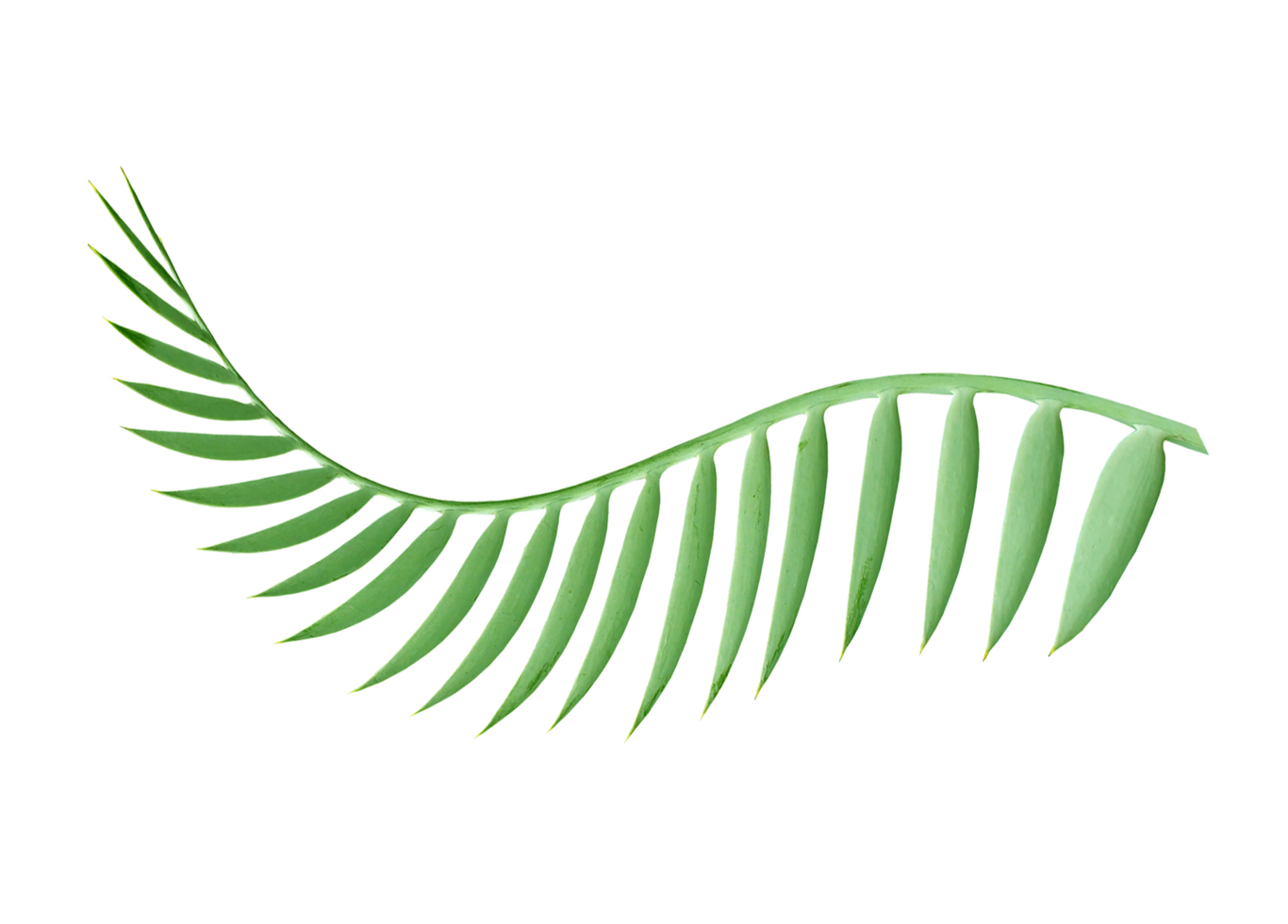 green palm leaf isolated on transparent background png file