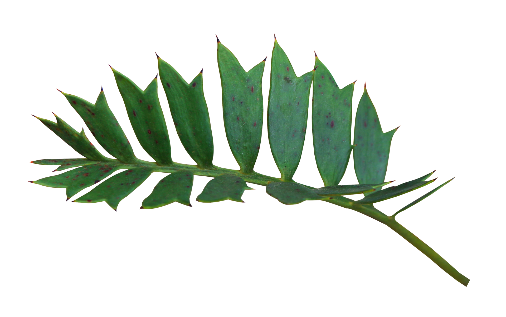 green palm leaf isolated on transparent background png file 10832865 PNG