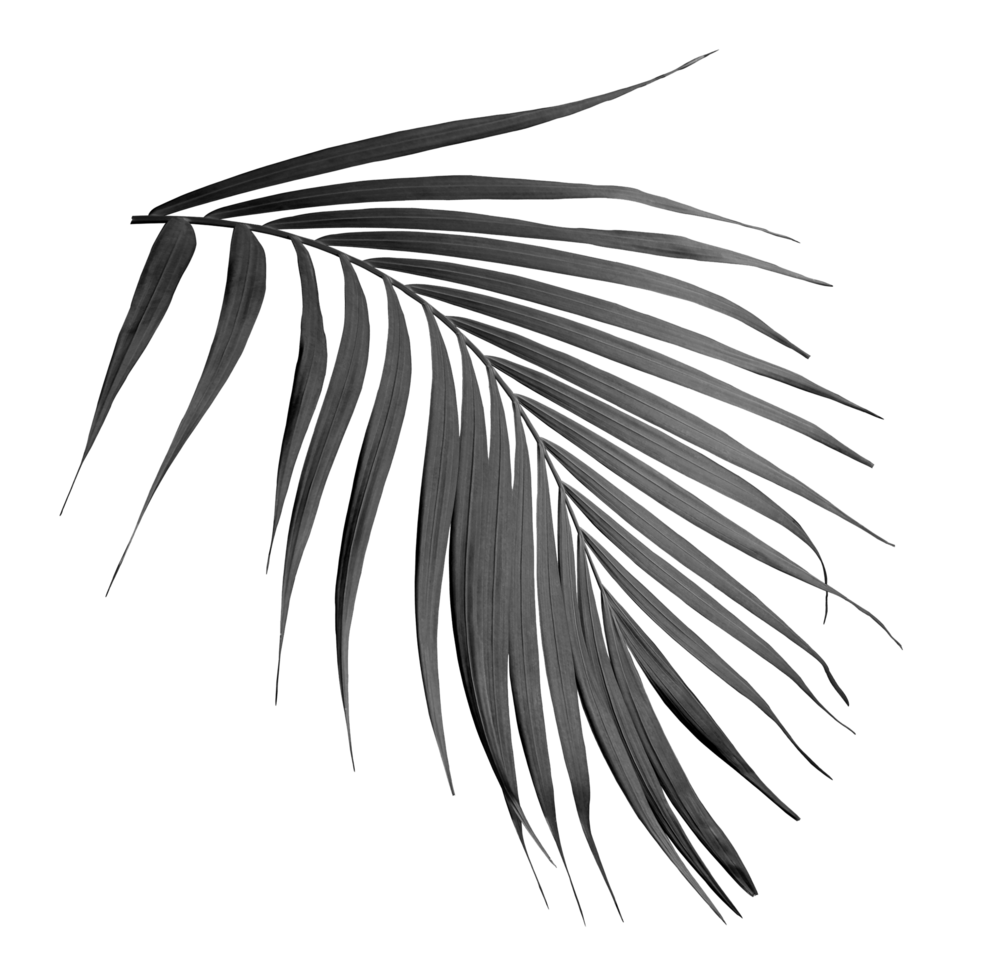 leaf of palm tree on transparent background png file