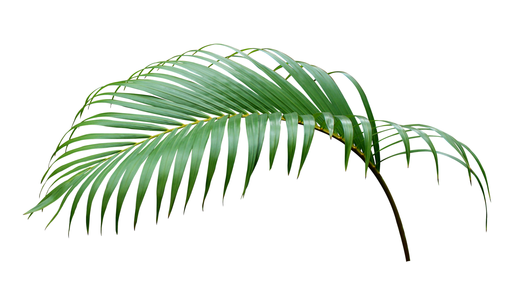 green leaf of palm tree on transparent background png file