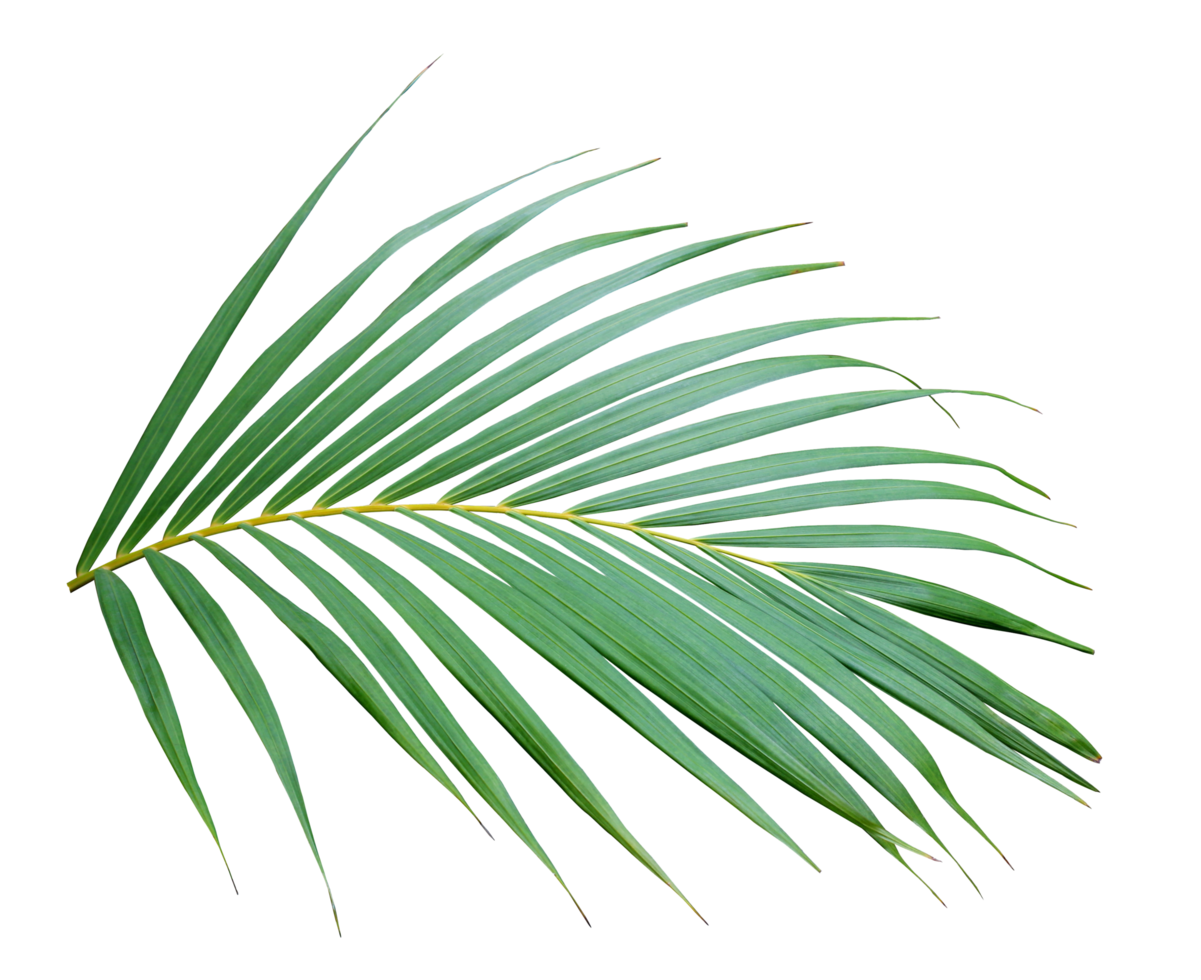 green leaf of palm tree on transparent background png file