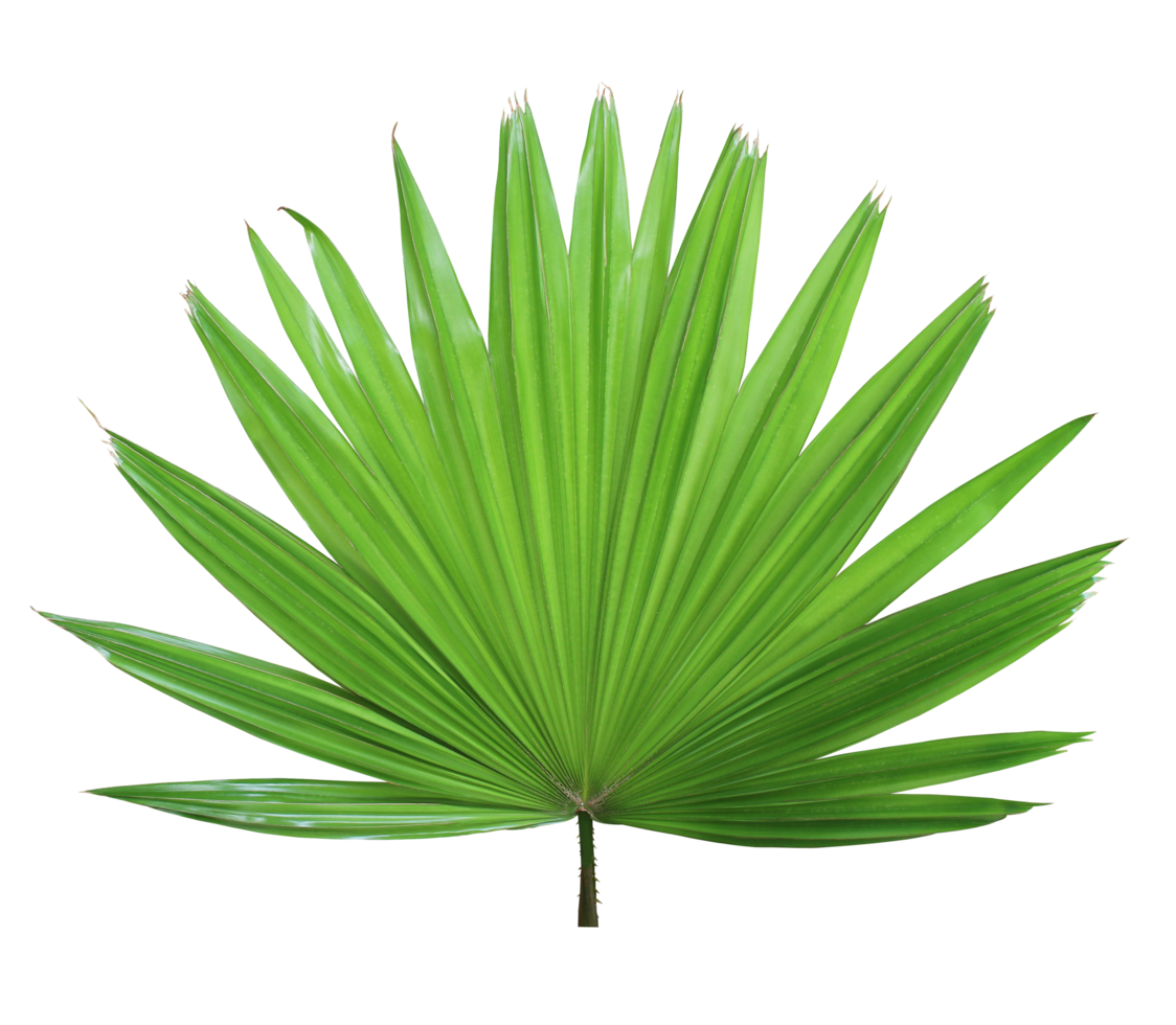 tropical green chinese windmill palm leaf tree isolated on transparent background png file