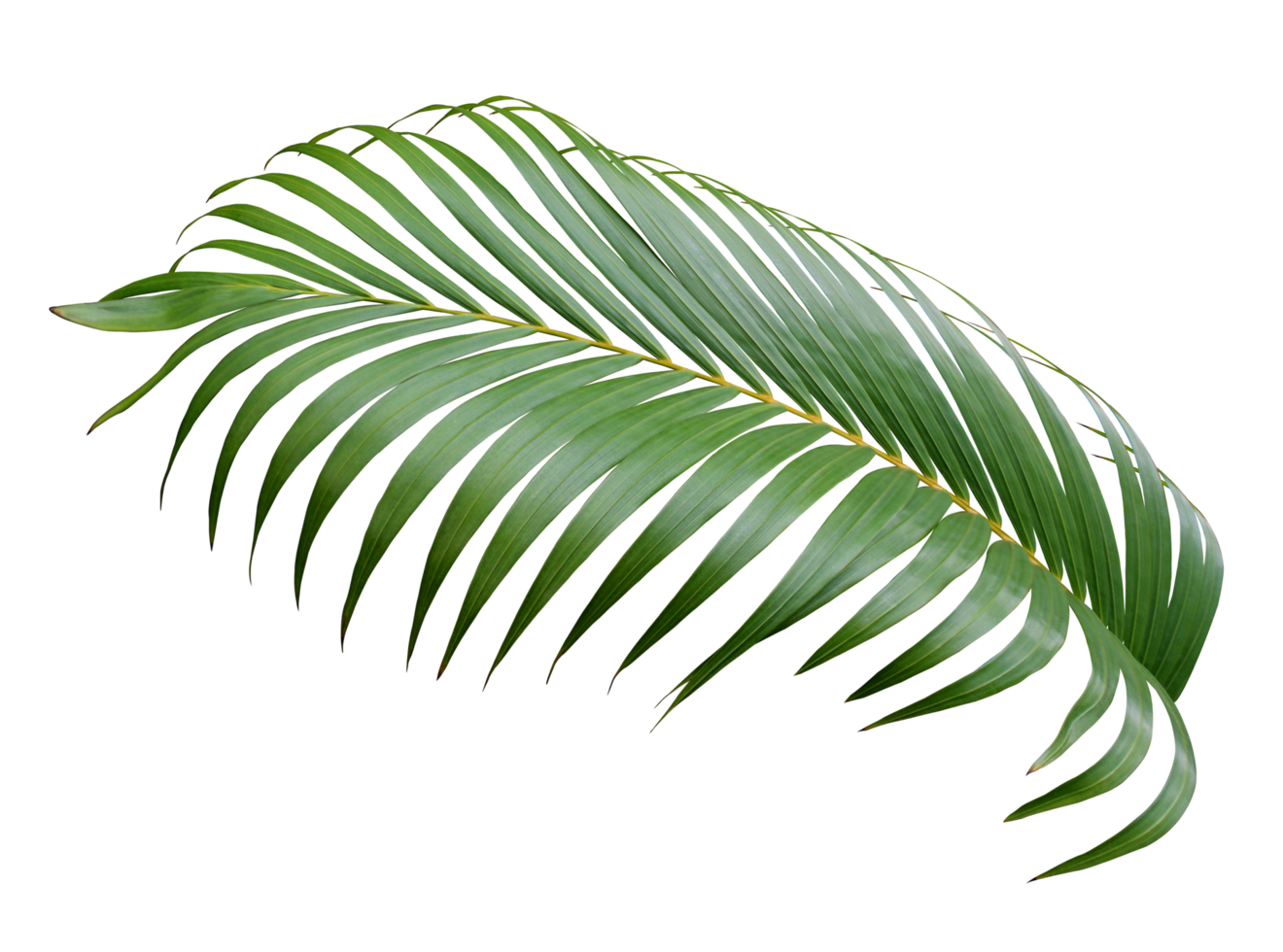 green leaf of palm tree on transparent background png file