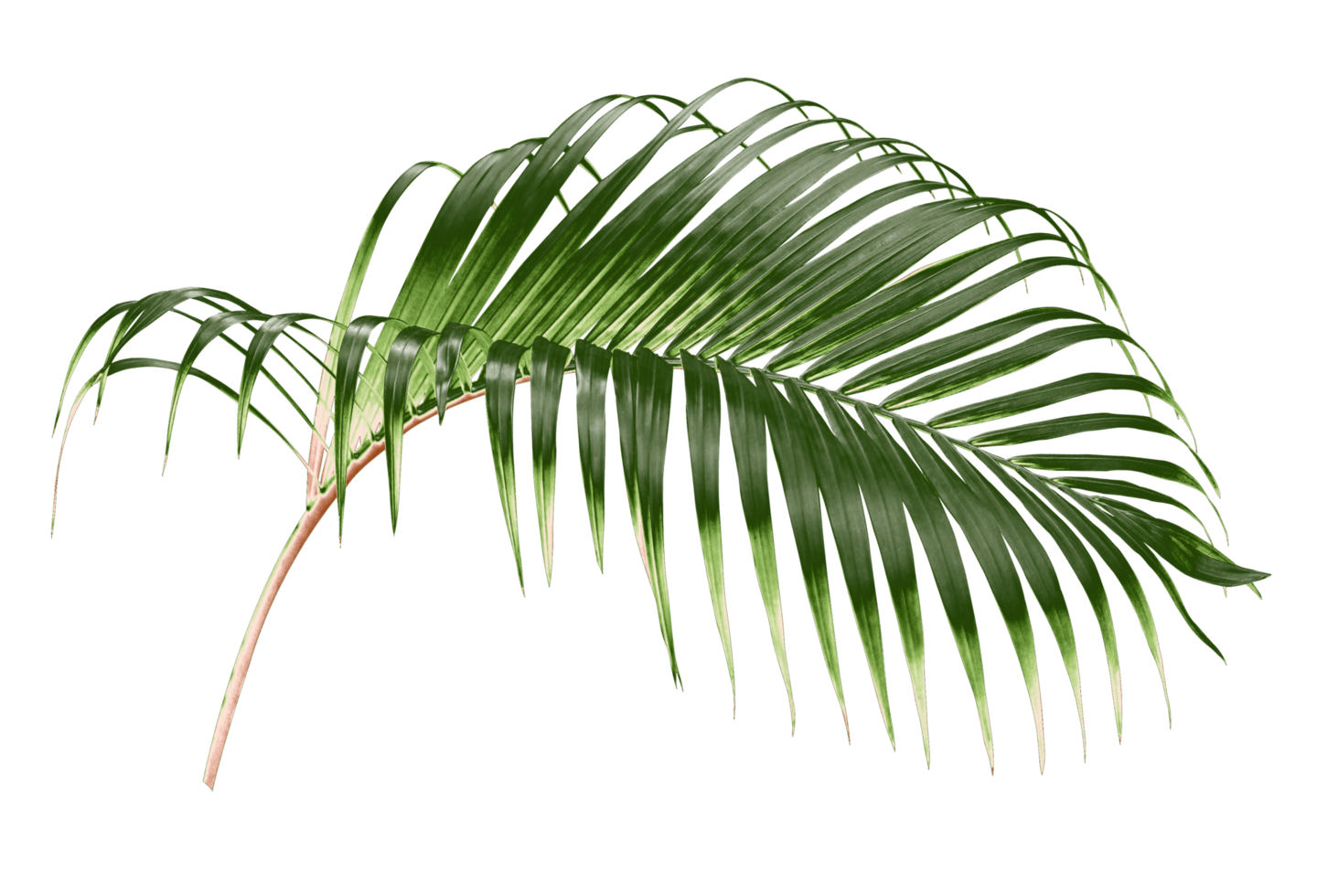 green leaf of palm tree on transparent background png file