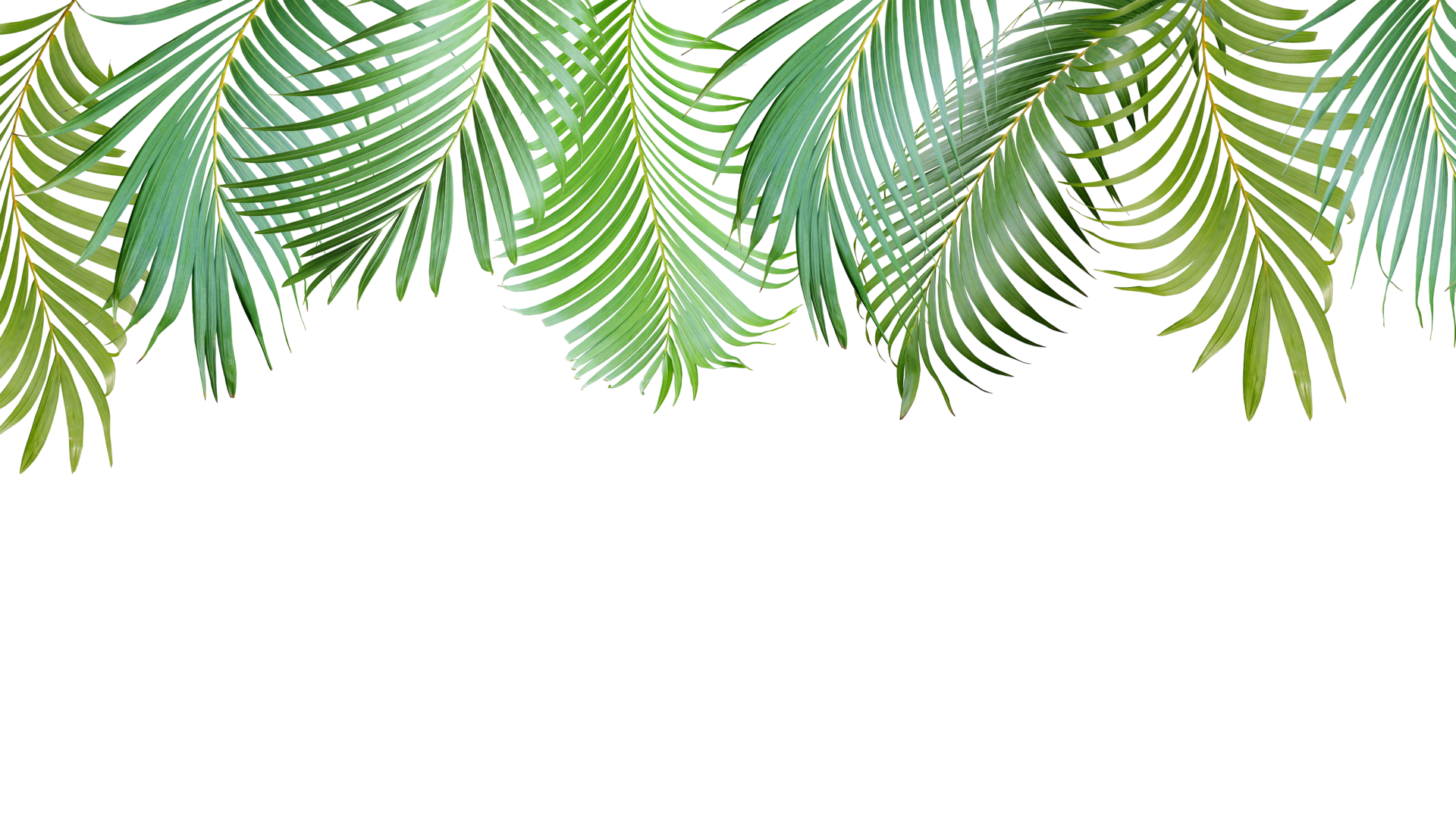Tropical Pngs For Free Download Tropical Pngs For Free Download