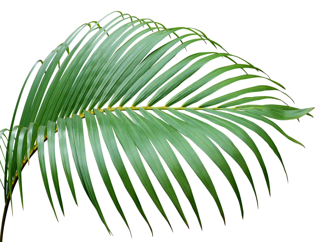 feuille de palmier vert fronde tropicale sur fond transparent fichier png