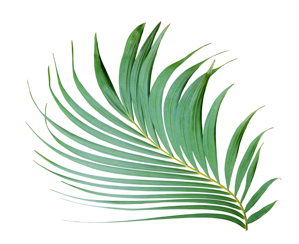 tropical frond green palm leaf tree on transparent background png file