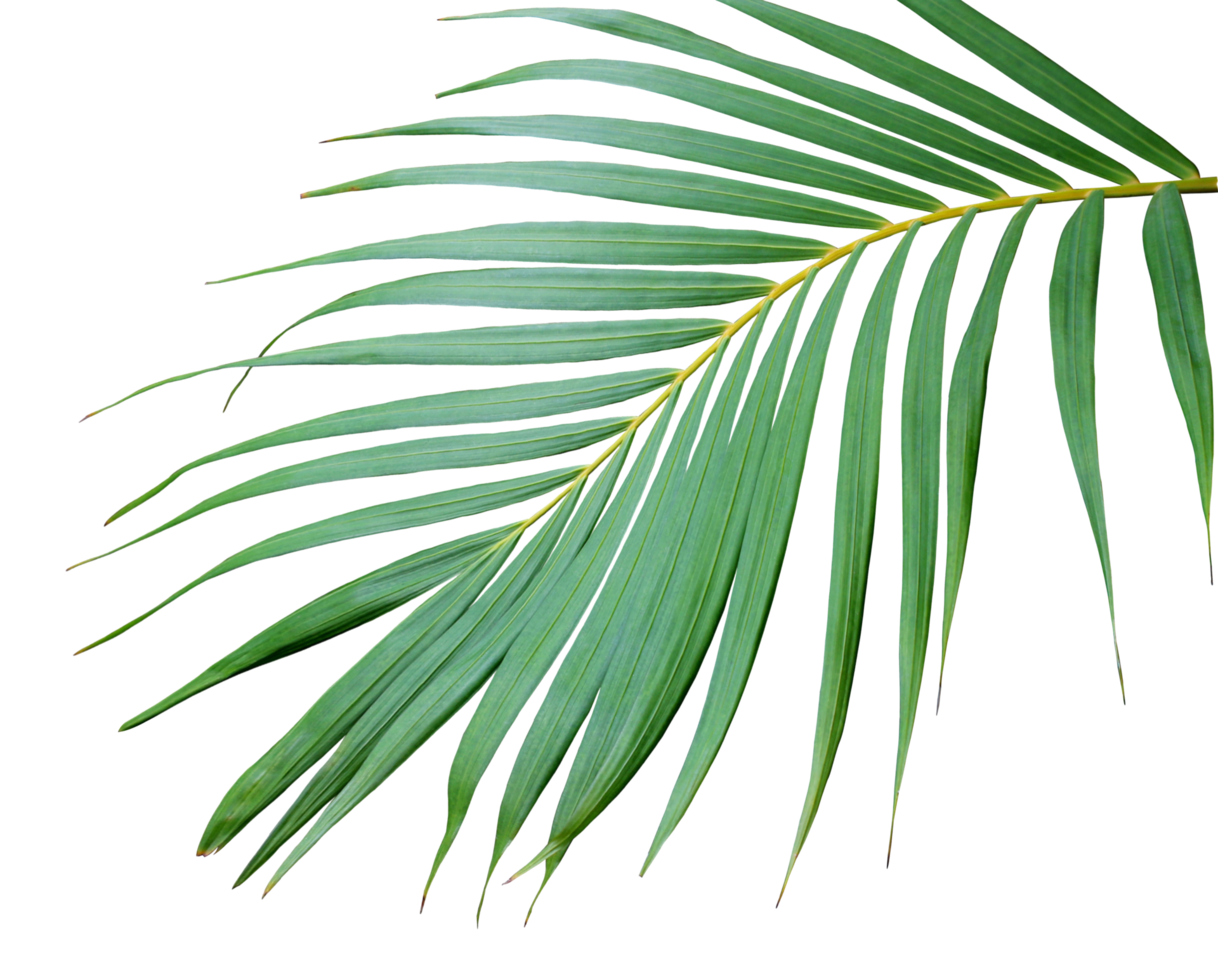 tropical frond green palm leaf tree on transparent background png file