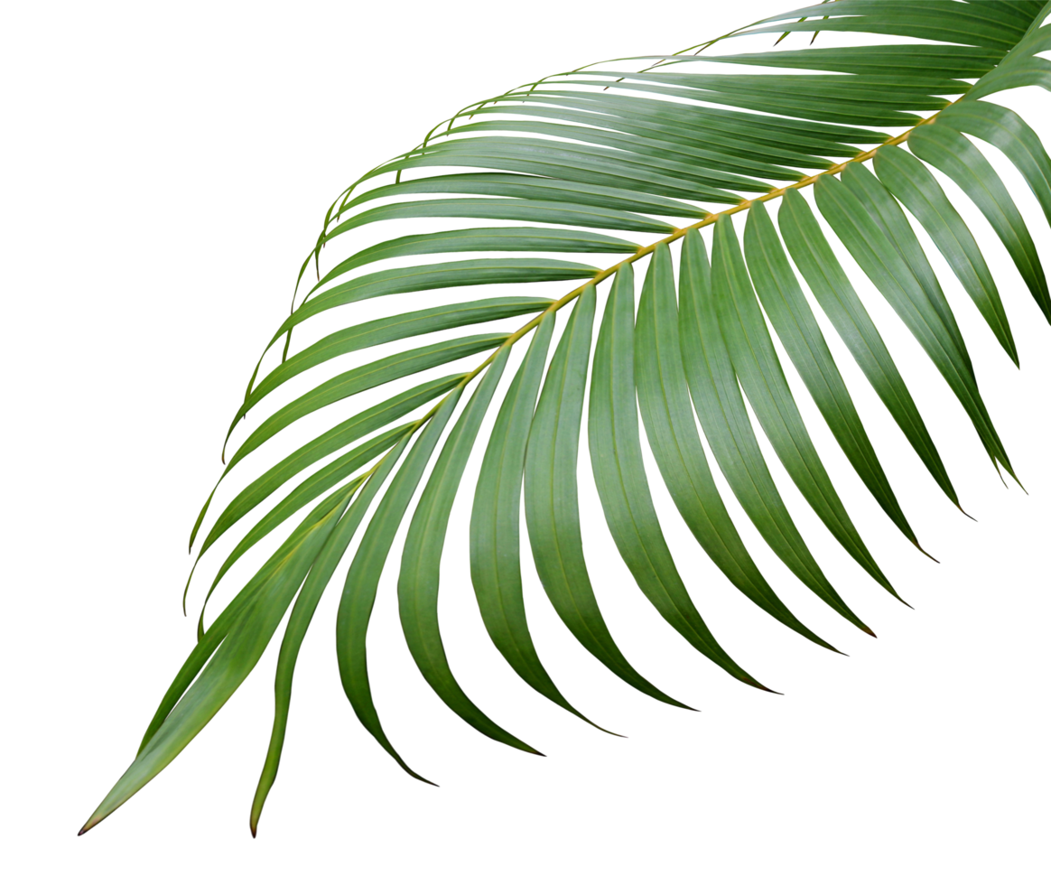 árbol de hoja de palma verde fronda tropical en archivo png de fondo transparente