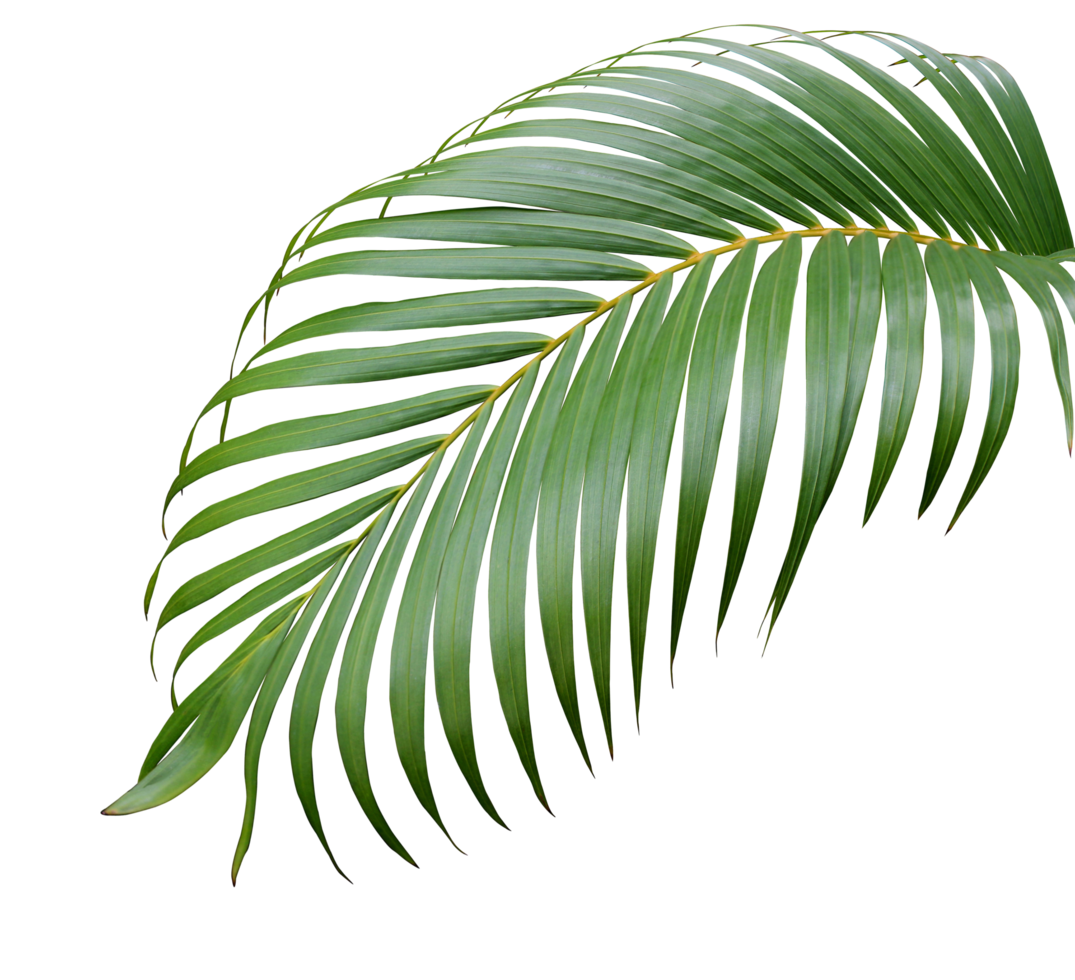 tropical green palm leaf tree isolated on white background png