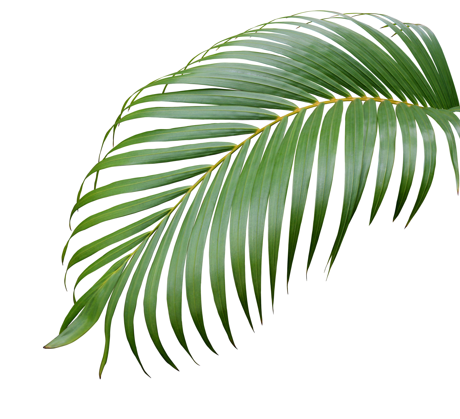 Free tropical green palm leaf tree isolated on white background 10832908  PNG with Transparent Background