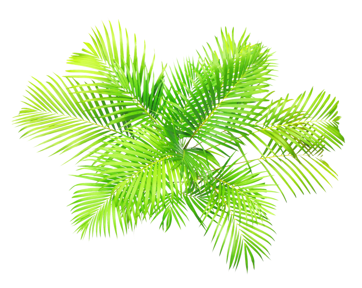 top view bush palm leaves tree on transparent background png file