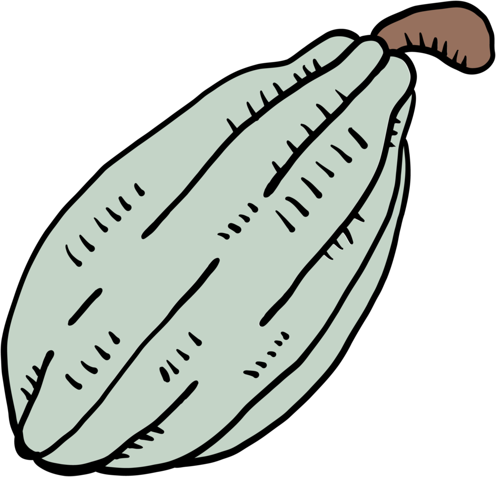 doodle uit de vrije hand schets tekening van cacao fruit. png