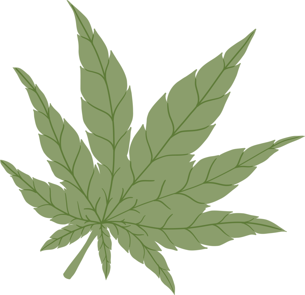 Simplicity cannabis leaf freehand drawing flat design. png