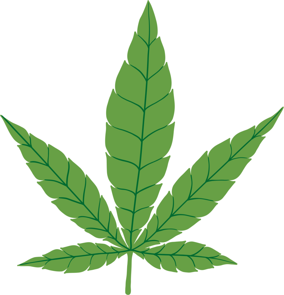 Simplicity cannabis leaf freehand drawing flat design. png