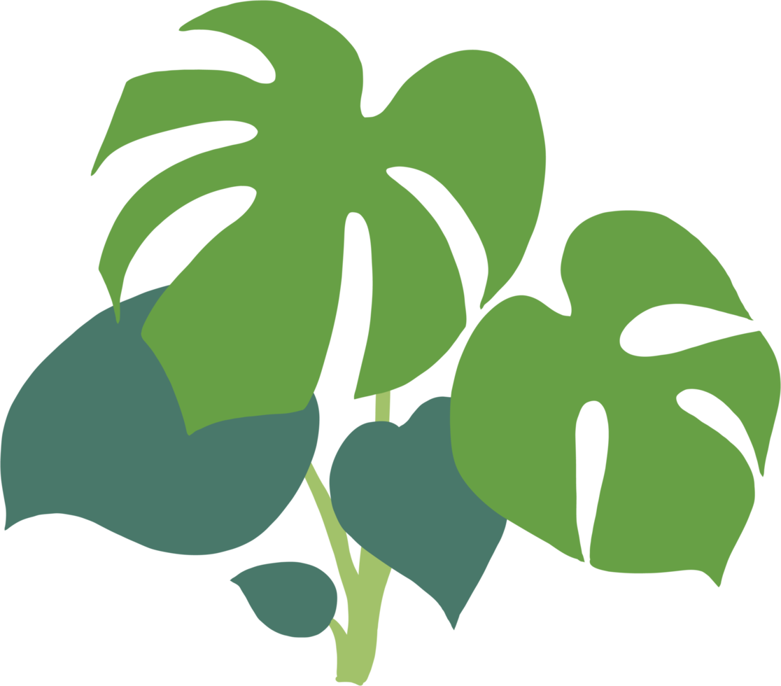 Einfachheit Monstera-Pflanze Freihand-Zeichnung flaches Design. png