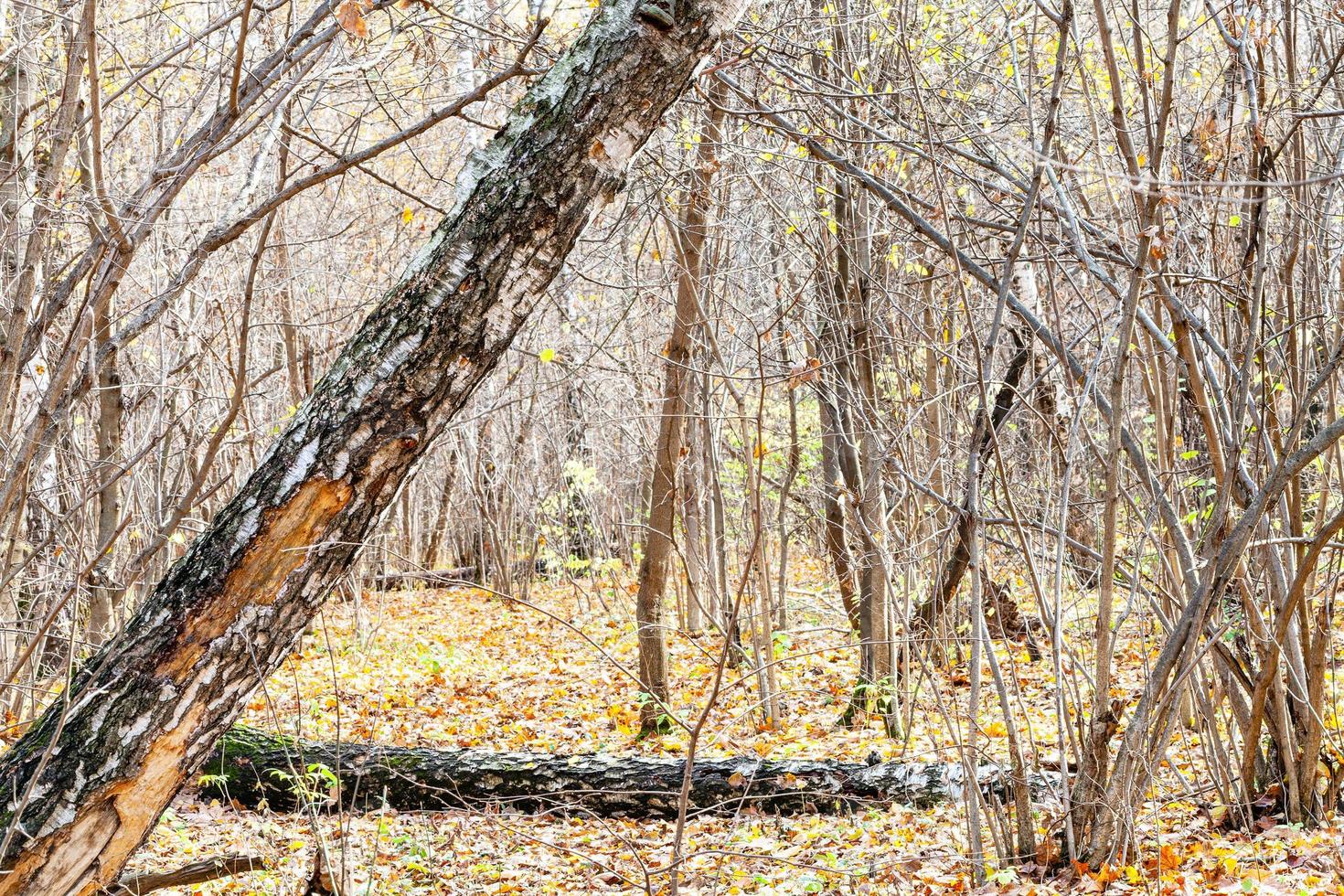 trunks and path to meadow covered by fallen leaves photo