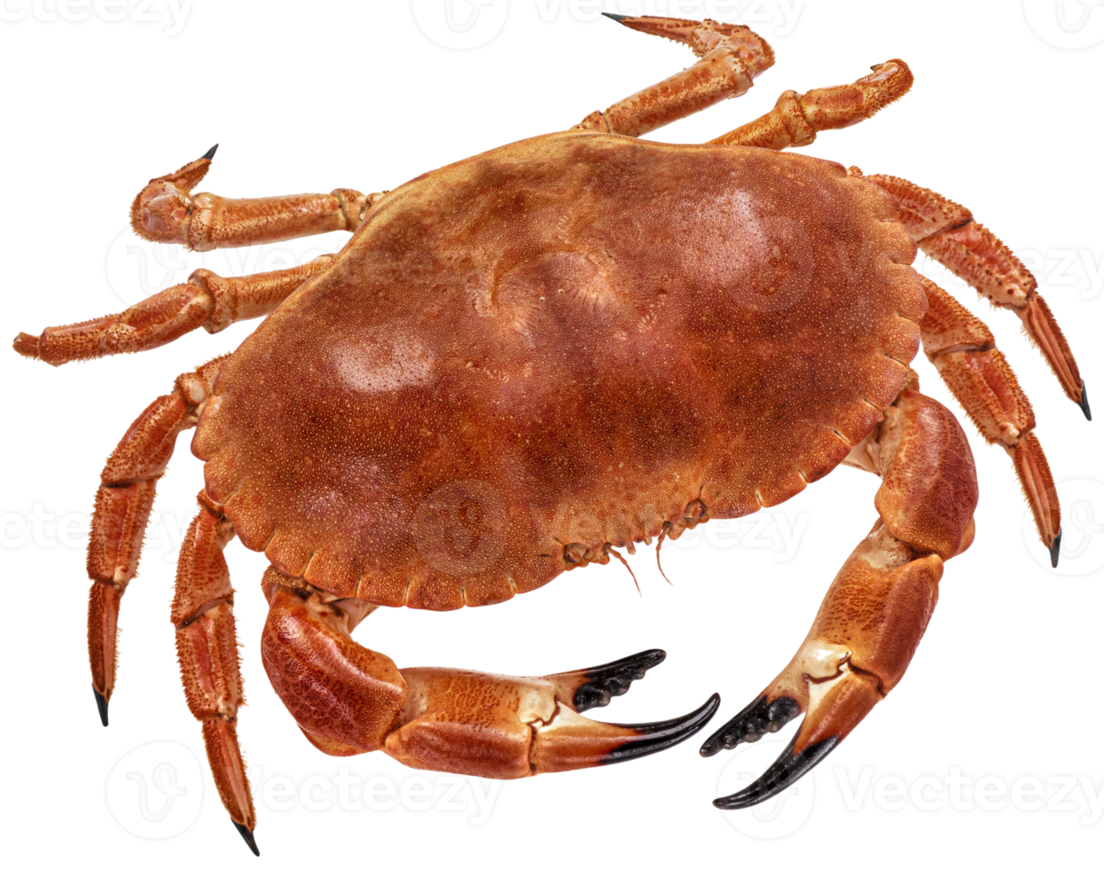 Cooked crab isolated on white background, top view png