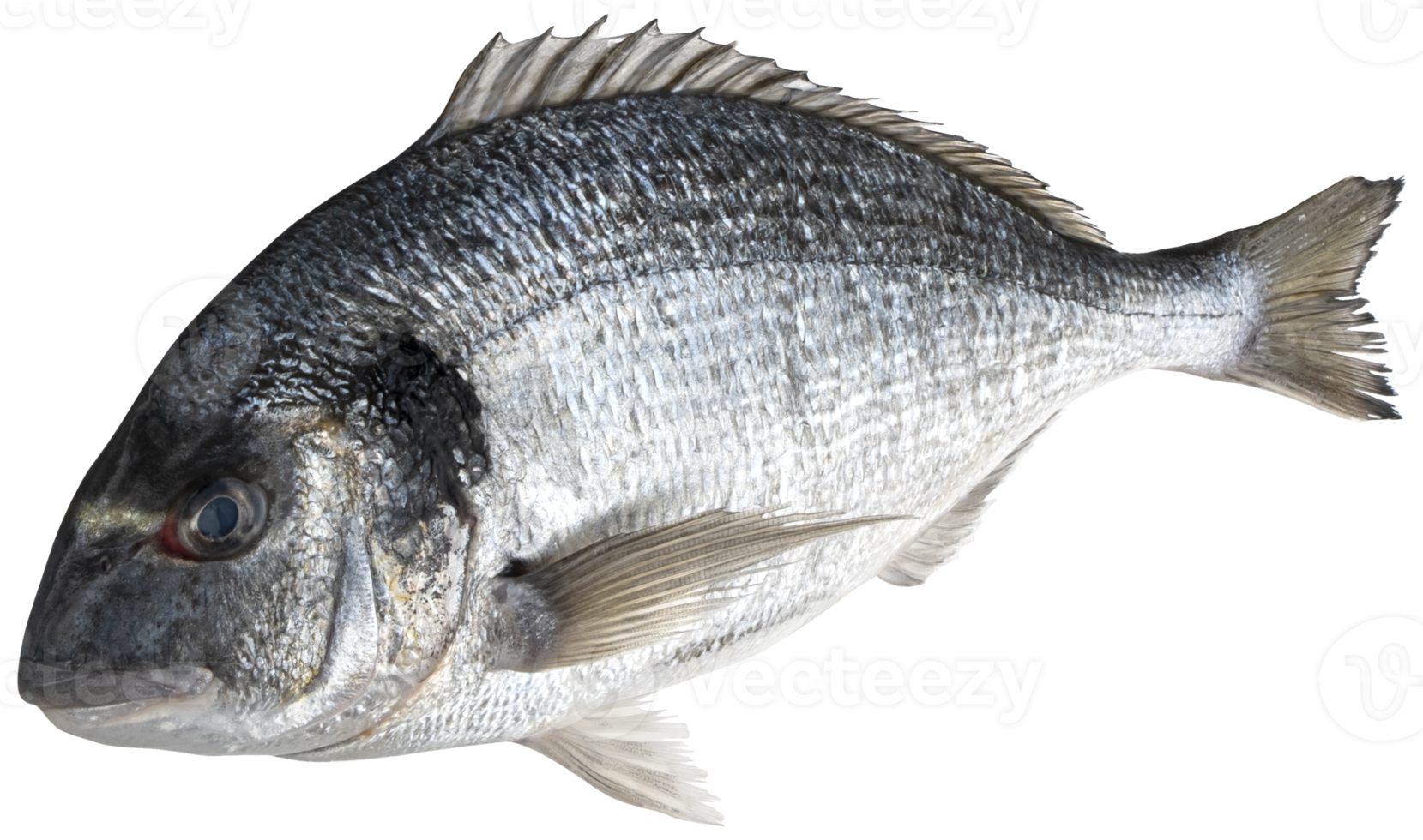 Fresh dorado fish isolated on white background with clipping path png