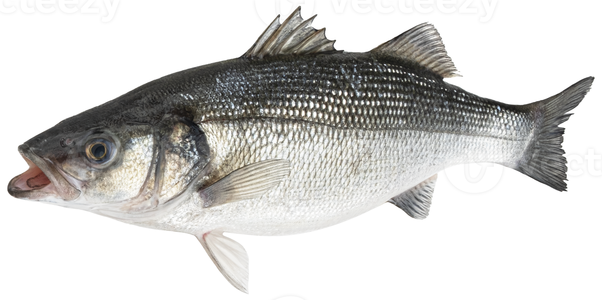 Raw sea bass, fresh seabass fish isolated on white background with clipping path png