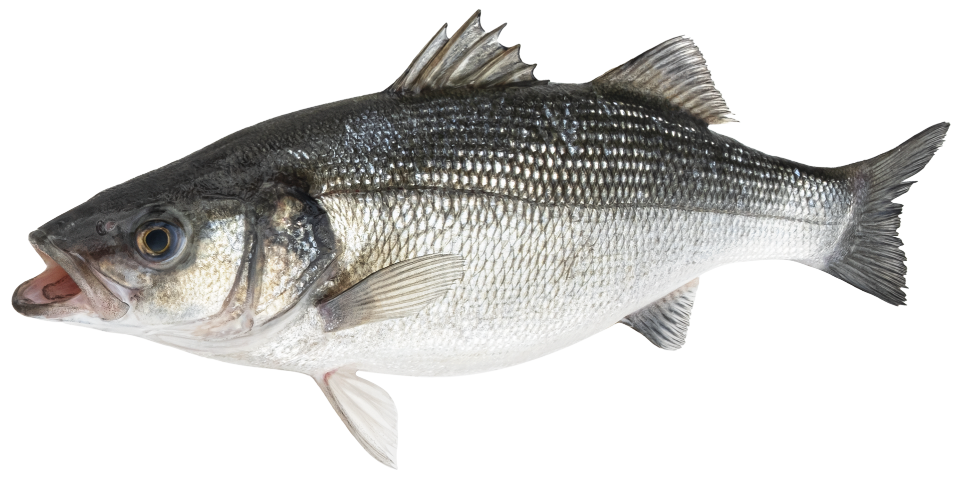 Raw sea bass, fresh seabass fish isolated on white background with