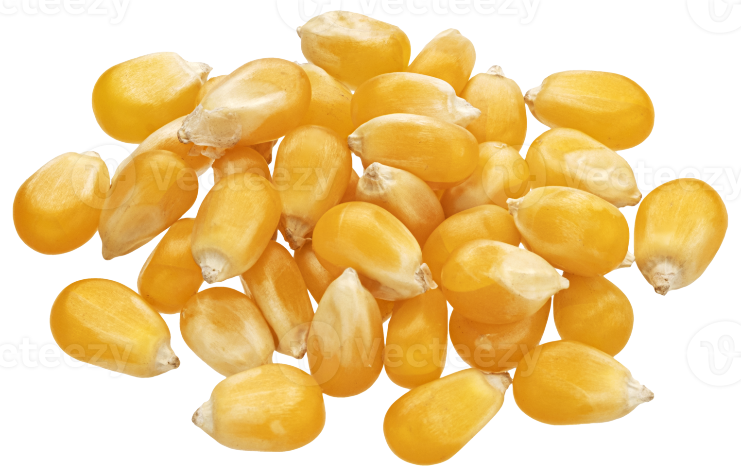 mucchio di crudo Mais cereali isolato su bianca sfondo, asciutto giallo mais dolce noccioli, superiore Visualizza png
